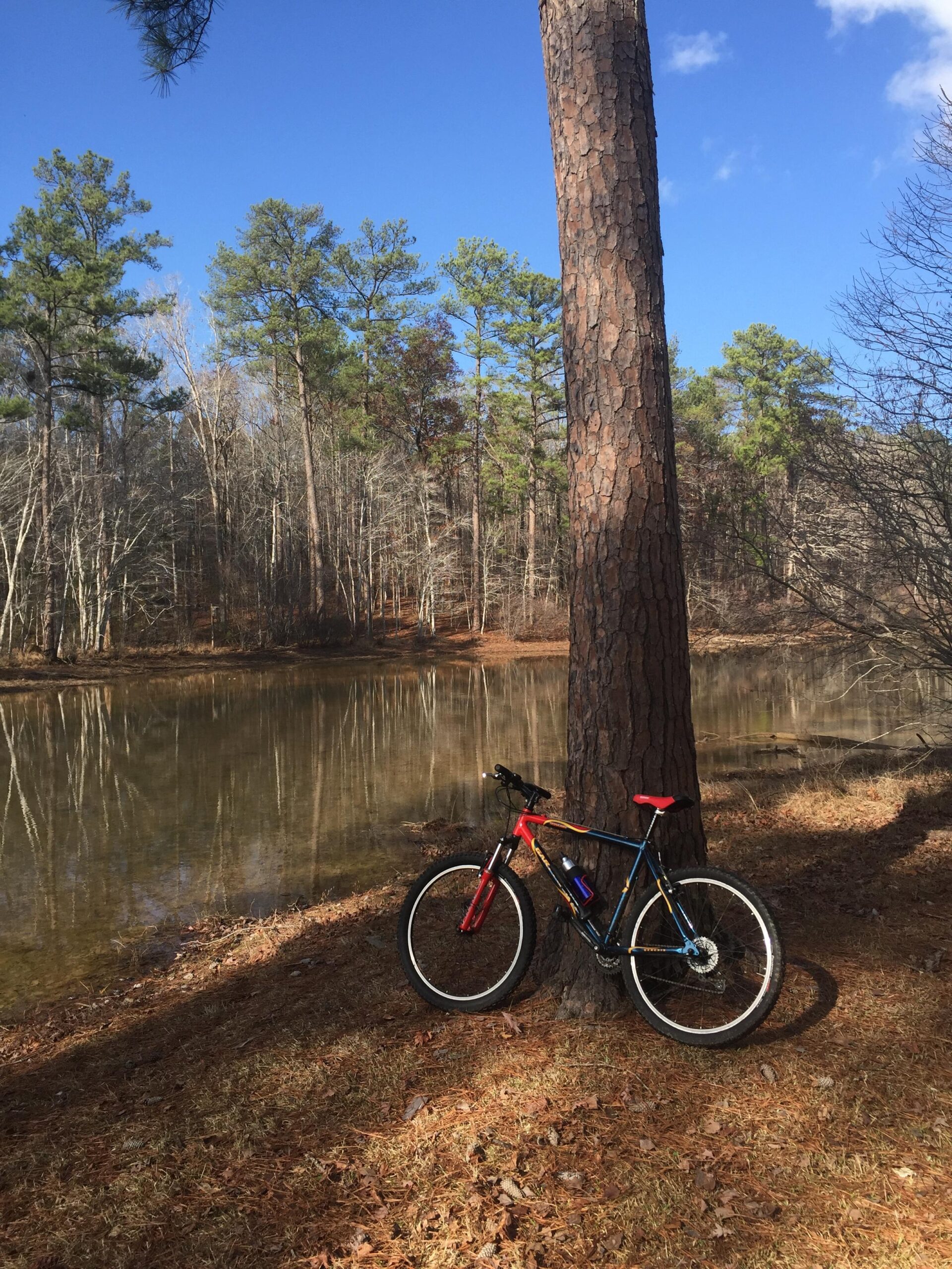 Gary Fisher Tassajara: A mountain bike resting against a tall tree by a calm lake, surrounded by pine trees and a clear blue sky. The ground is covered with fallen leaves and grass, reflecting a serene outdoor environment.