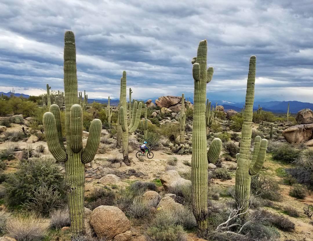 A cyclist riding through a desert landscape filled with tall saguaro cacti, rocky formations, and a cloudy sky in the background. McDowell Mountain Park mountain bike trail.