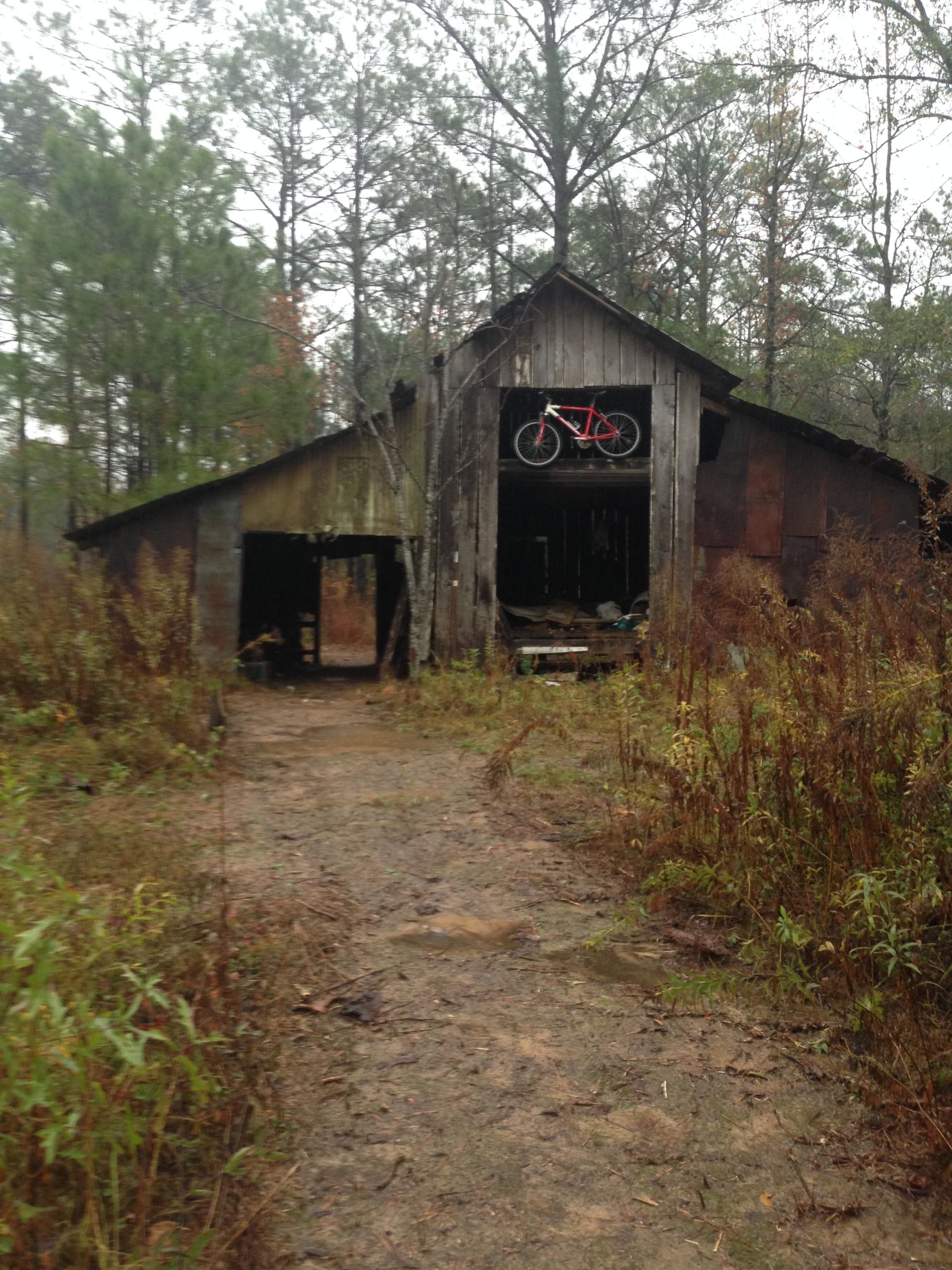 A weathered wooden barn partially obscured by overgrown vegetation, with a red bicycle hanging suspended from the upper level. The scene is set in a rural area surrounded by tall pine trees, and the ground is muddy and uneven, suggesting recent rain. Mt. Zion Bike Trails mountain bike trail.