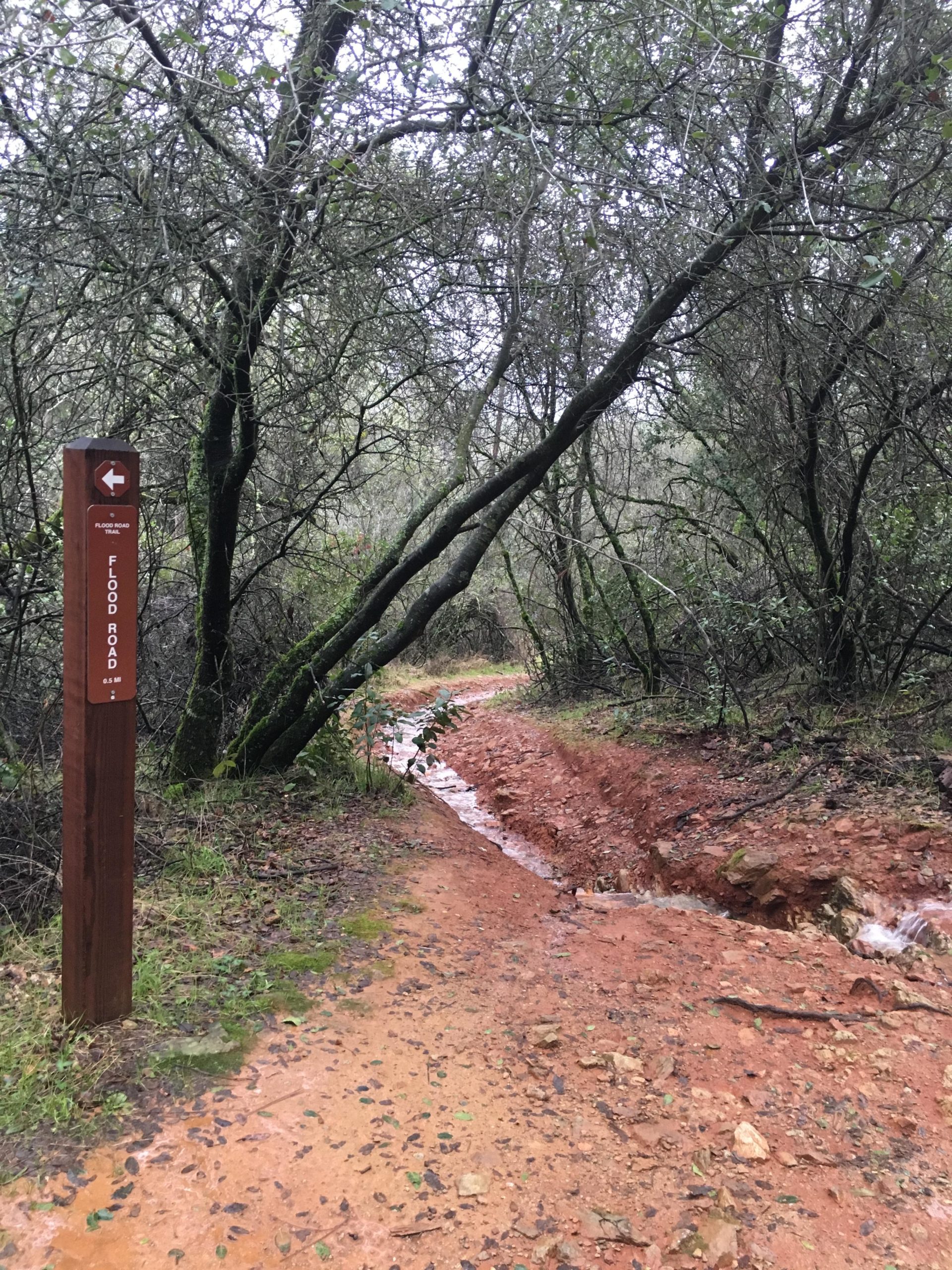 A dirt trail winding through a dense, wooded area, with muddy sections and a small stream of water running alongside. A wooden sign on the left indicates a trail to "Flood Road," with an arrow pointing in that direction. The atmosphere appears damp and green, suggesting recent rain. Stagecoach / Flood / Manzanita mountain bike trail.
