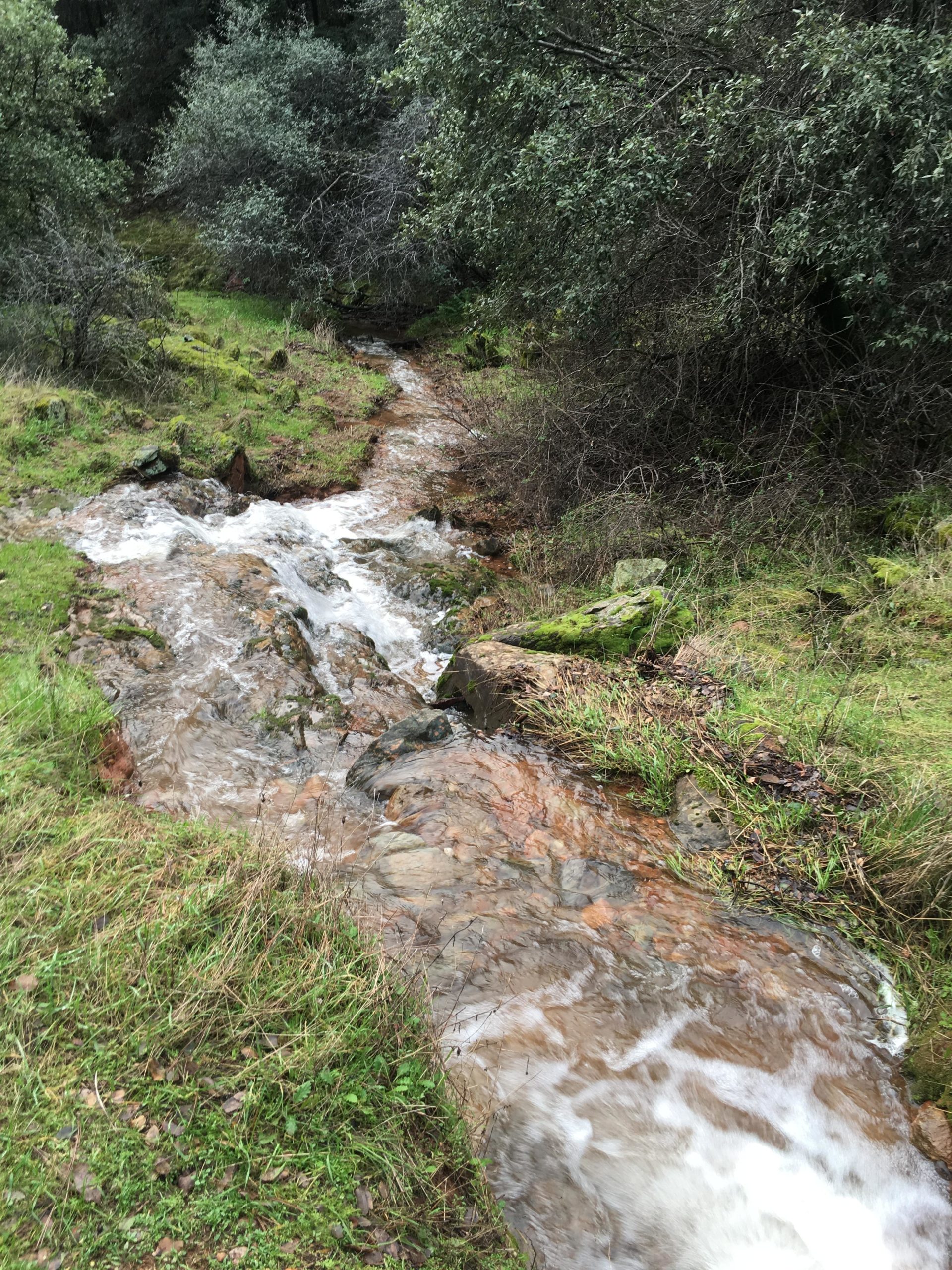 A gentle stream flowing through a verdant landscape, surrounded by lush greenery and rocks. The water glistens as it cascades over smooth stones, creating a serene and tranquil atmosphere in a natural setting. Stagecoach / Flood / Manzanita mountain bike trail.