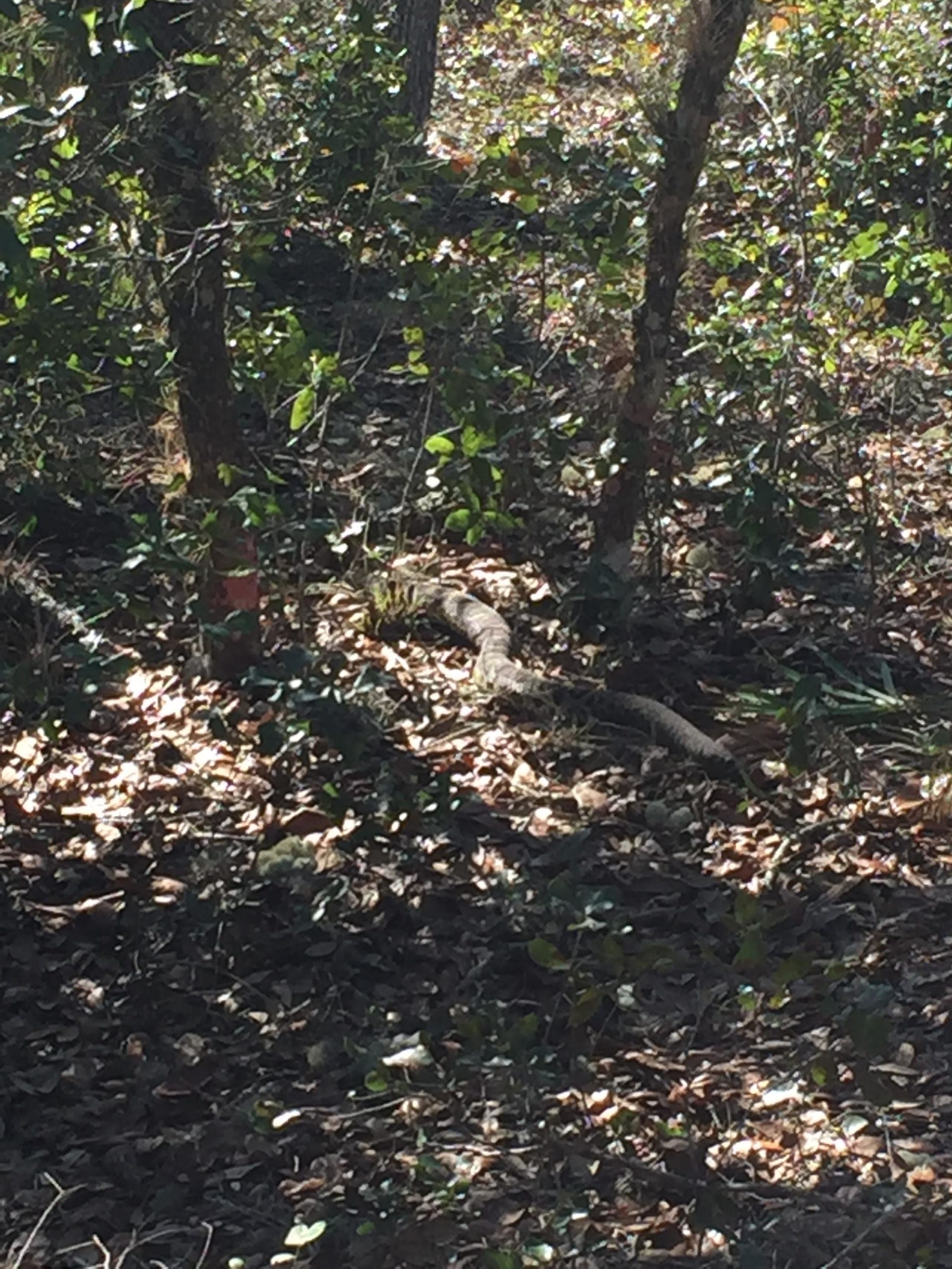 A snake resting on the ground amidst fallen leaves and greenery in a wooded area, with sunlight filtering through the trees. Little Big Econ State Forest mountain bike trail.