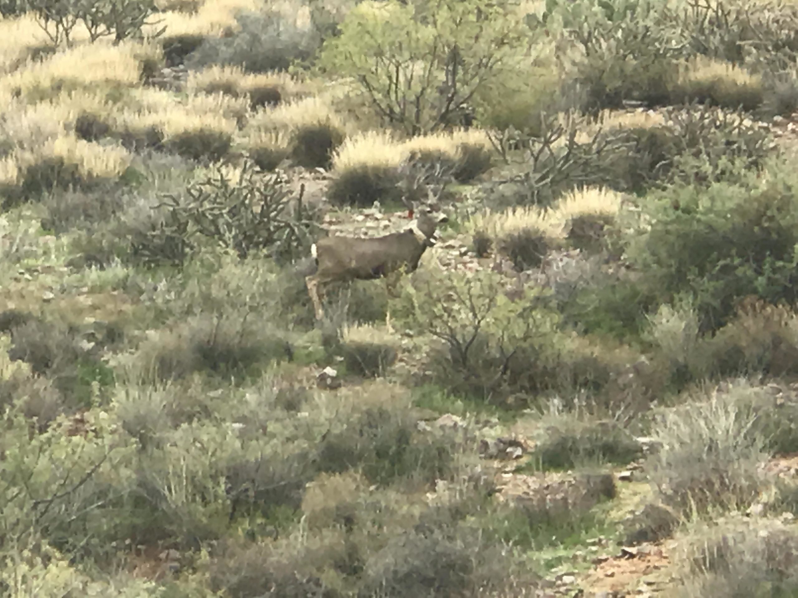 A deer standing amidst green and brown vegetation in a natural landscape, surrounded by various shrubs and grasses. Brown's Ranch to Granite Mountain mountain bike trail.