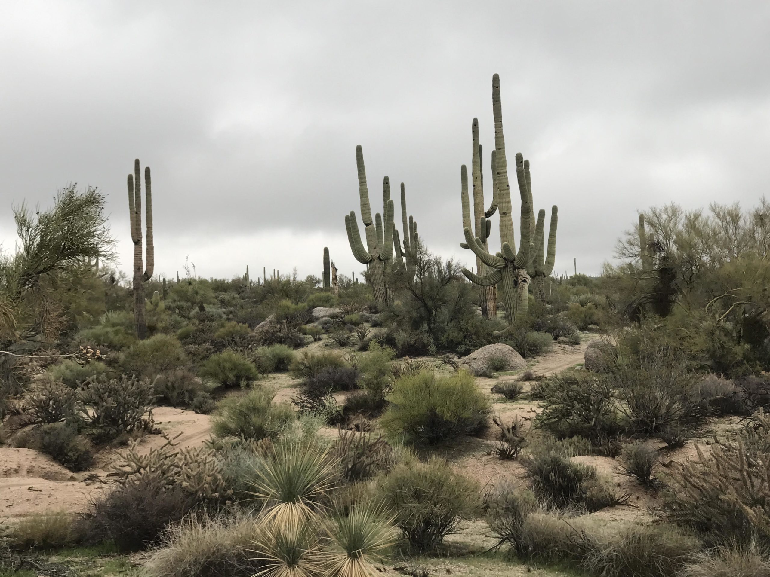 A scenic view of a desert landscape featuring tall cacti and various shrubs against a cloudy sky. The terrain is rocky with patches of sand, showcasing the diverse vegetation typical of a desert environment. Brown's Ranch to Granite Mountain mountain bike trail.