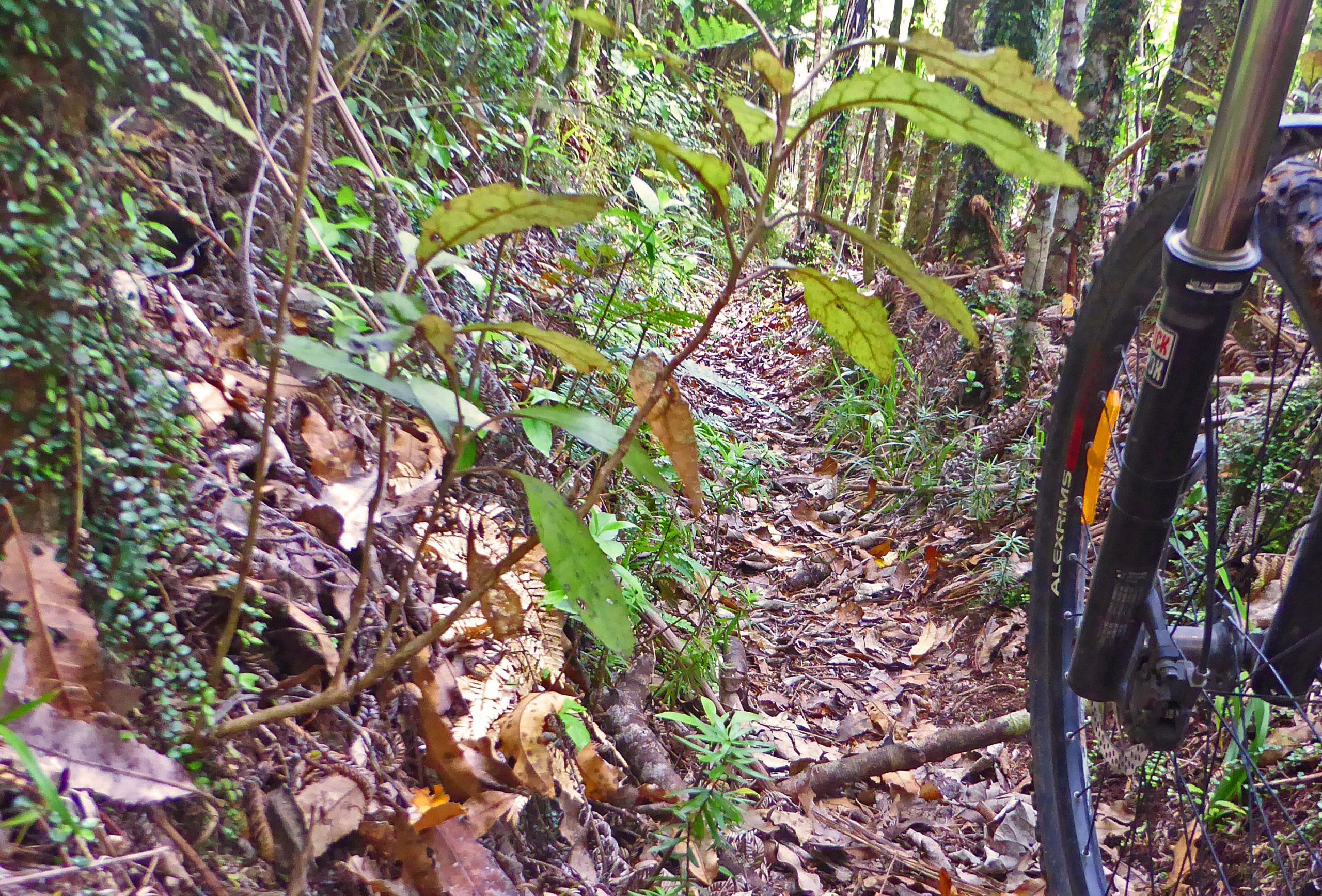 An unpaved bike trail surrounded by lush greenery, featuring scattered leaves and small plants along the path. A mountain bike wheel is partially visible on the right side, indicating the trail's use for cycling. The scene conveys a peaceful, natural environment. Waitomo Forest mountain bike trail.