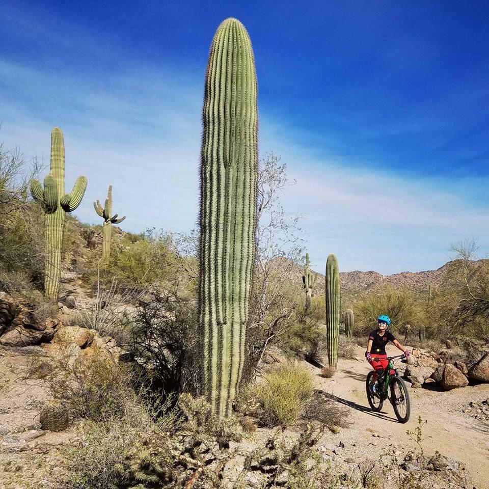 A cyclist riding a mountain bike along a dirt trail surrounded by tall saguaro cacti and desert vegetation under a clear blue sky. Mountains are visible in the background. San Tan mountain bike trail.
