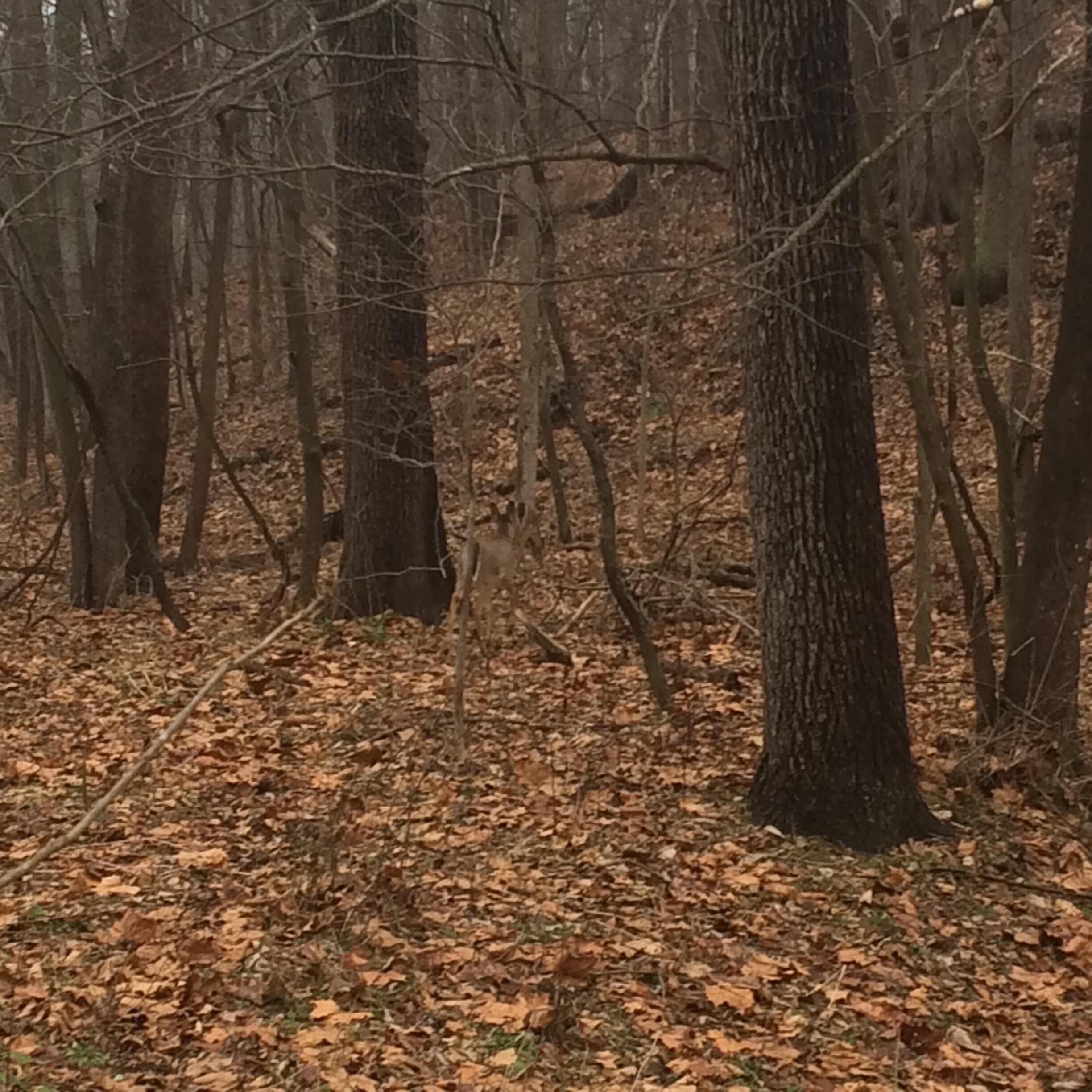 A deer partially visible among trees in a wooded area covered with fallen leaves on a cloudy day. Winona Lake Trail mountain bike trail.