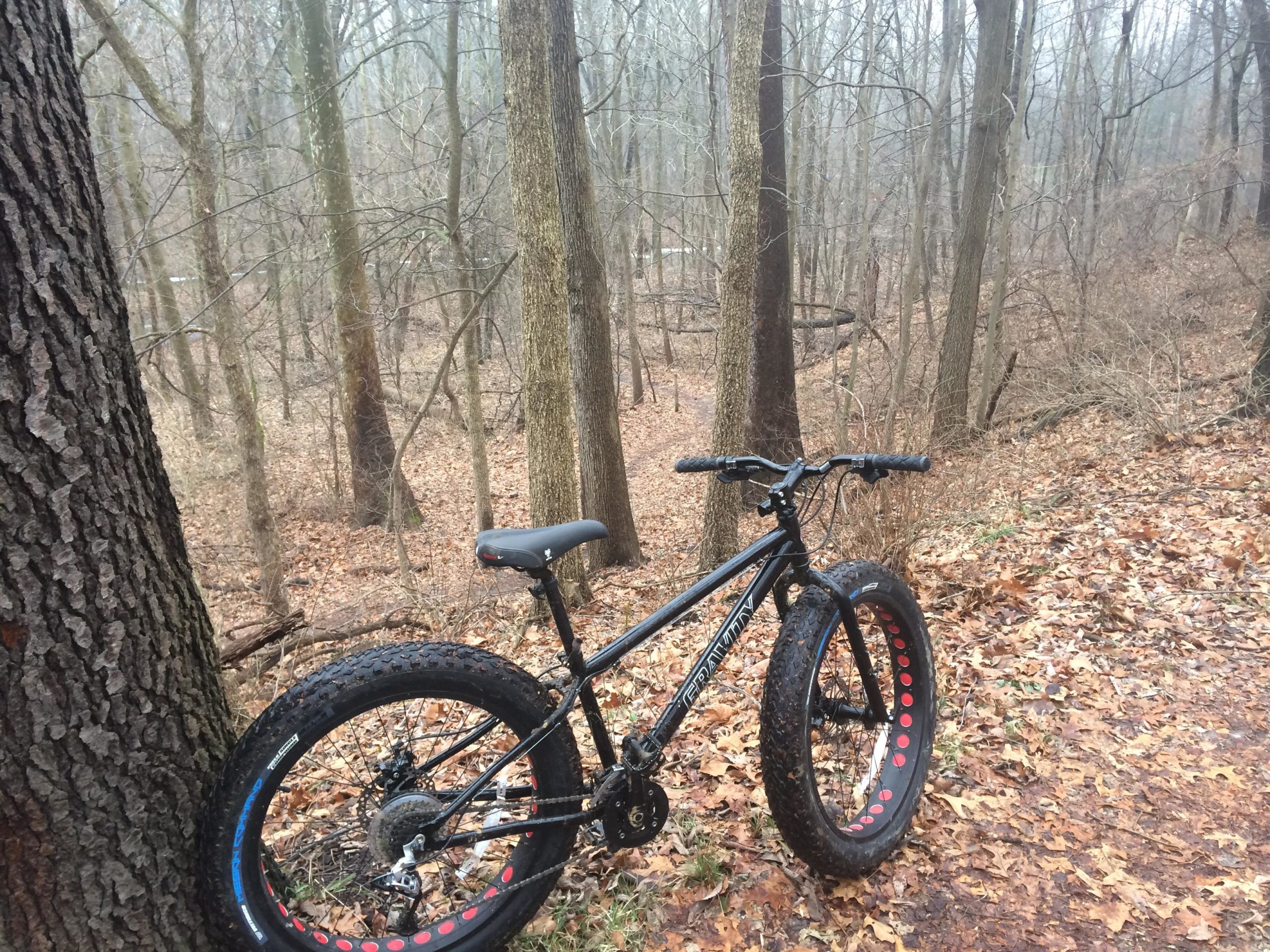 Fat tire mountain bike leaning against a tree in a foggy forest, surrounded by fallen leaves and tall trees. Winona Lake Trail mountain bike trail.