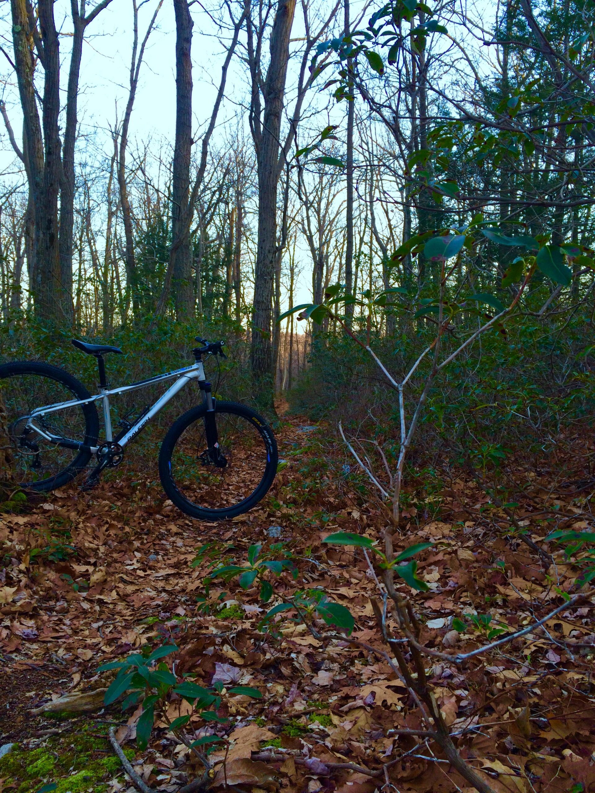 Raleigh Talus 29: A mountain bike leaning against a tree in a wooded area, surrounded by fallen leaves and underbrush, with a gently winding trail visible in the background. The scene is set during late afternoon or early evening, with a soft light filtering through the trees.