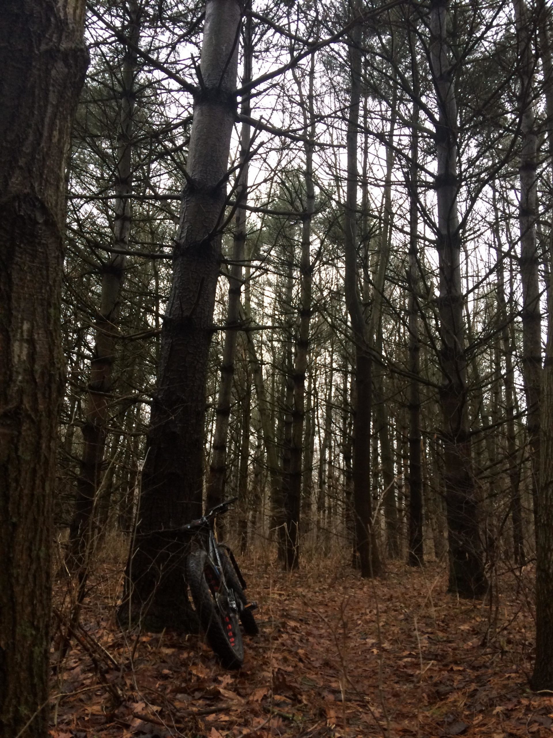 A mountain bike resting against a tree in a dense forest, surrounded by tall, bare trees and fallen leaves on the ground. The atmosphere is overcast and slightly gloomy, suggesting a cool, muted day. Goshen mountain bike trail.