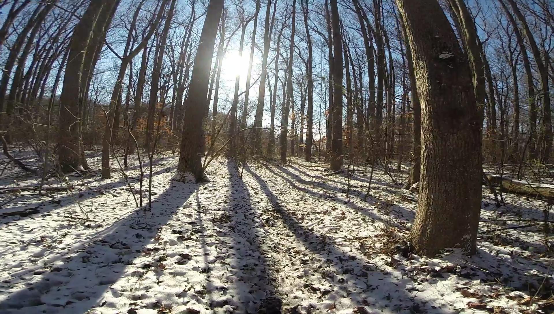 A serene winter landscape featuring tall, bare trees casting long shadows over a forest floor covered in a mix of snow and fallen leaves. The sun shines brightly in the blue sky, illuminating the scene. Wolfes Pond park mountain bike trail.