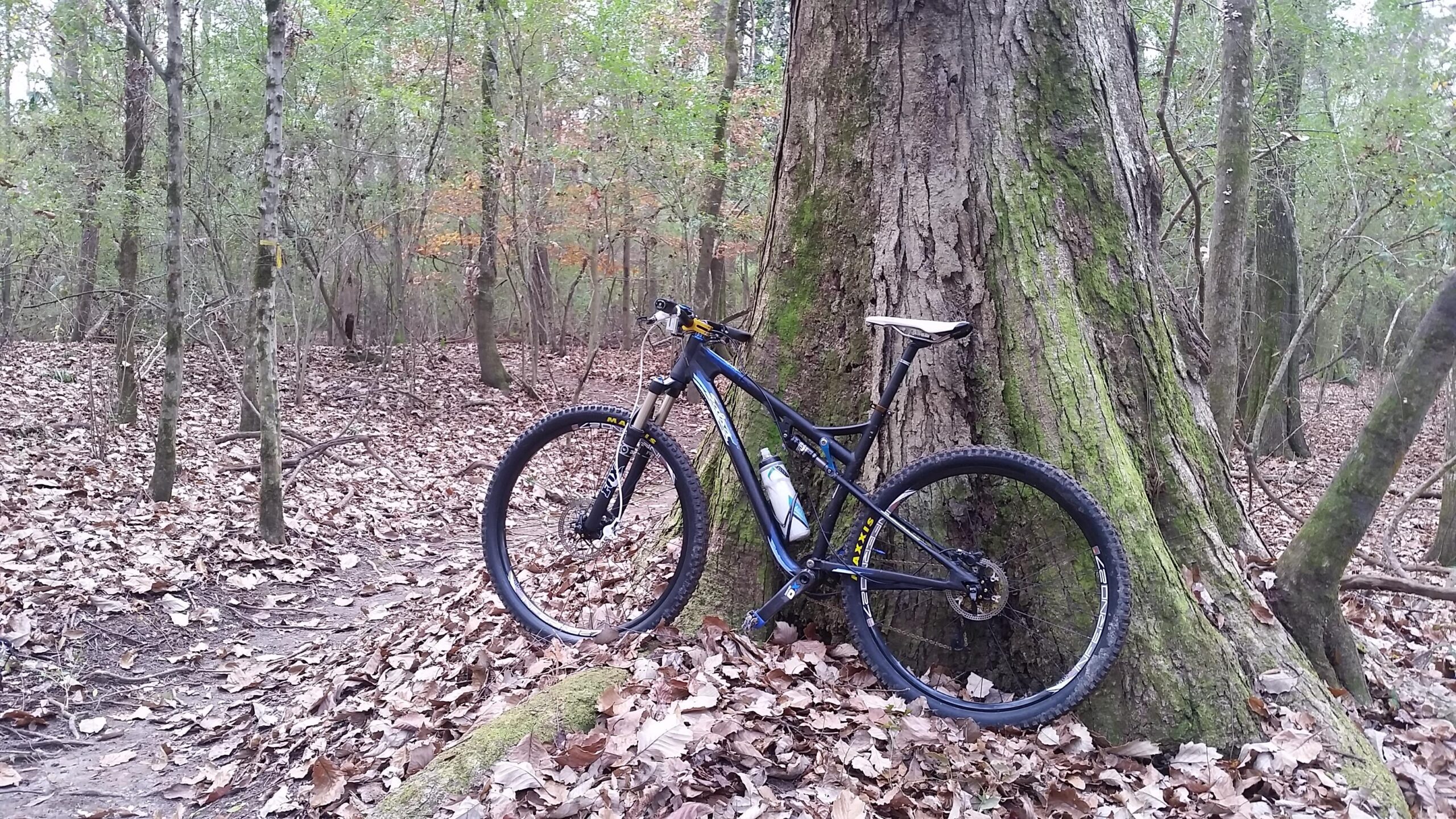 Salsa Spearfish: A mountain bike resting against a large tree in a serene forest setting, surrounded by fallen leaves and wooded trails.