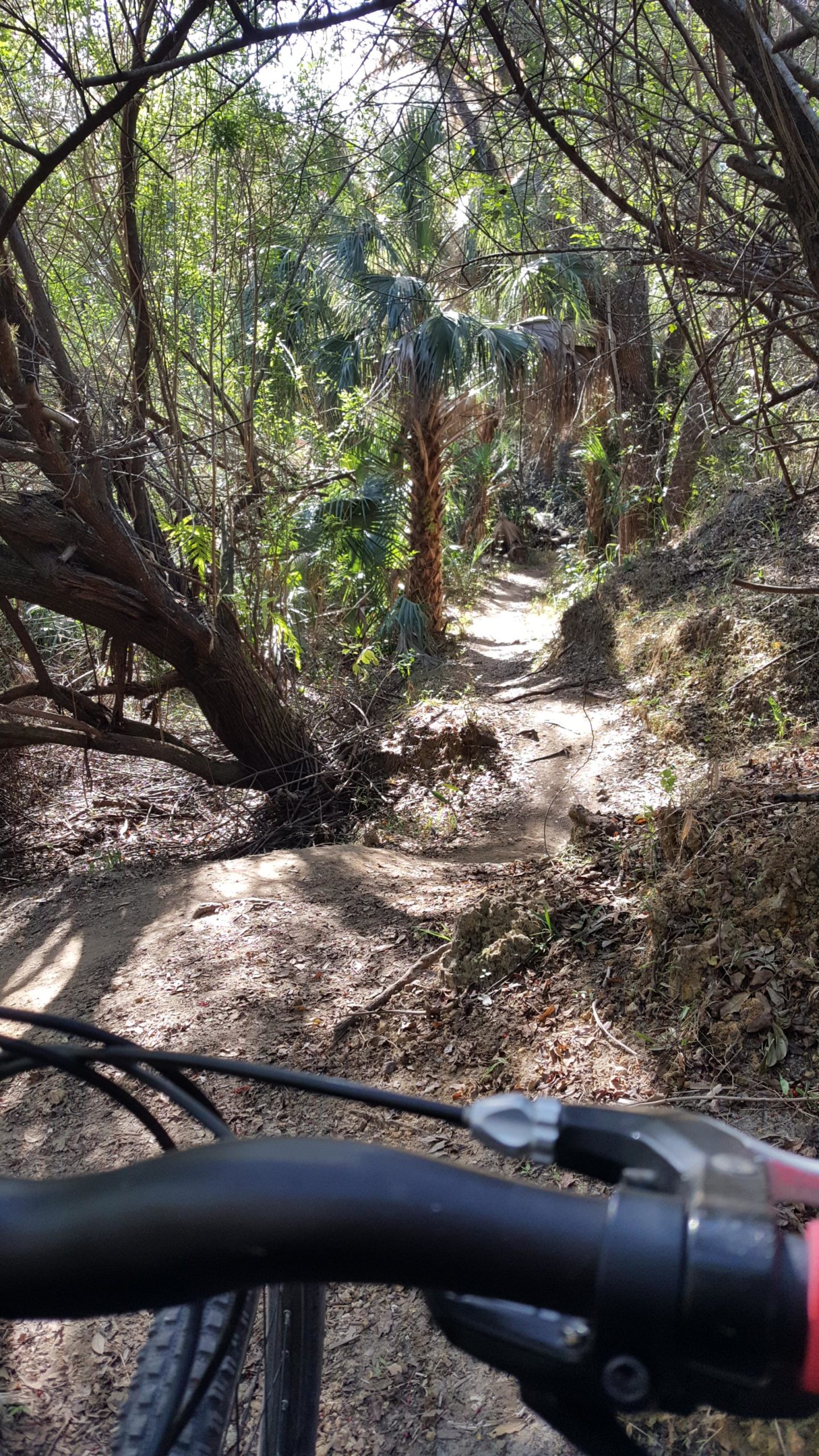 A view of a winding dirt path through a dense, green forest, featuring various trees and palm vegetation. The perspective is from the handlebars of a mountain bike, suggesting an active outdoor adventure. Sunlight filters through the foliage, illuminating the trail. Caloosahatchee Regional Park mountain bike trail.
