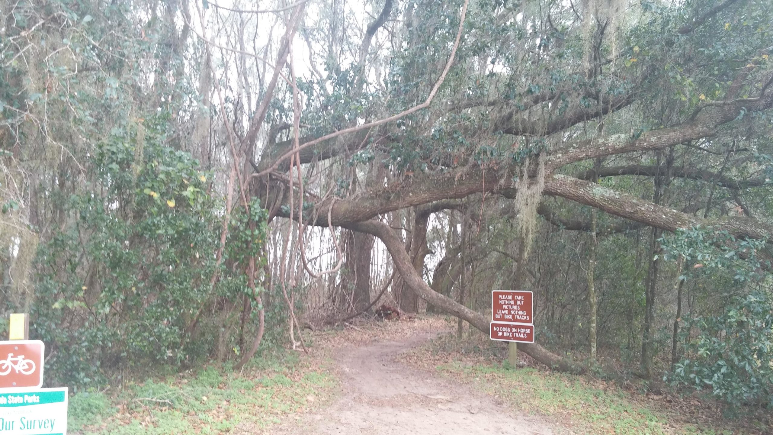 A dirt trail leads into a wooded area, where a large tree has fallen across the path, partially obstructing it. Surrounding the trail are lush green bushes and trees, with moss hanging from some branches. A brown informational sign nearby states, "Please take nothing but pictures, leave nothing but footprints. No dogs on horse or bike trails." The scene is serene, showcasing a natural landscape. San Felasco Hammock Preserve mountain bike trail.