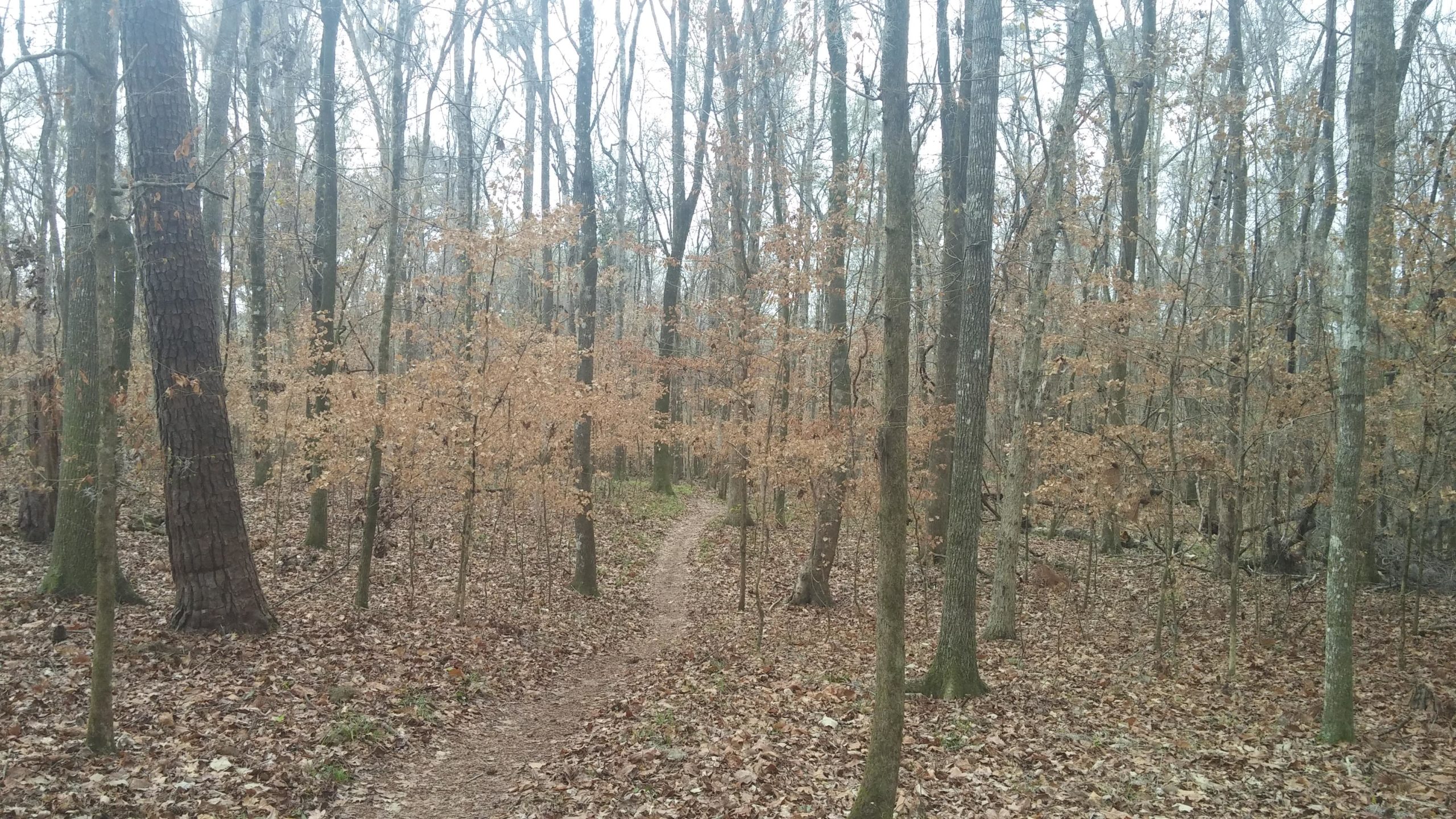 A winding dirt path through a forest, lined with tall, bare trees and scattered with dry, fallen leaves. The scene has a muted color palette, with hints of brown from the leaves and tree bark, creating a serene and tranquil atmosphere. San Felasco Hammock Preserve mountain bike trail.