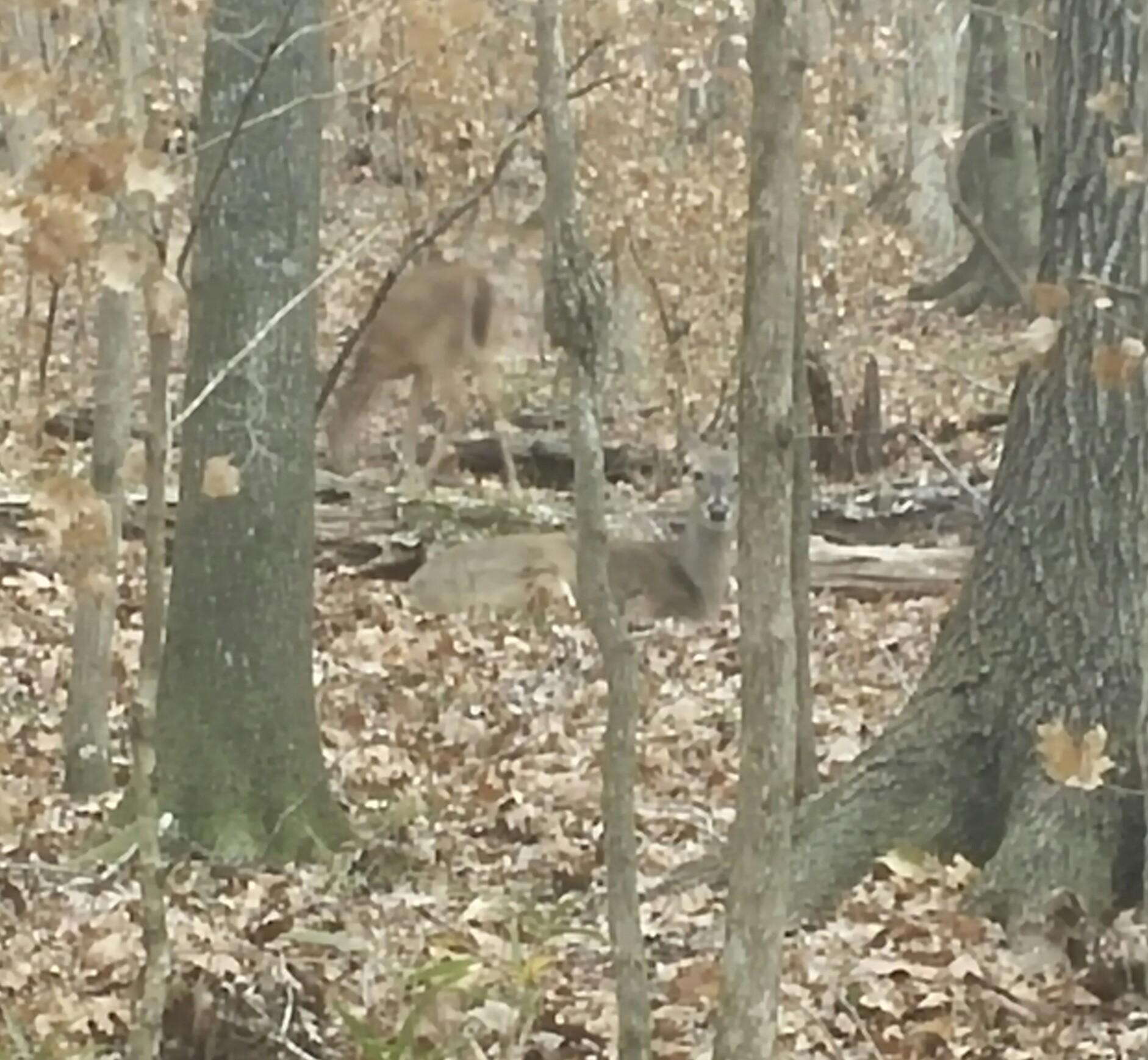 Two deer are visible in a forested area with fallen leaves and trees. One deer is standing partially behind a tree, while the other is lying on the ground, blending into the natural surroundings. The scene captures the tranquil essence of wildlife in a wooded environment during autumn. San Felasco Hammock Preserve mountain bike trail.