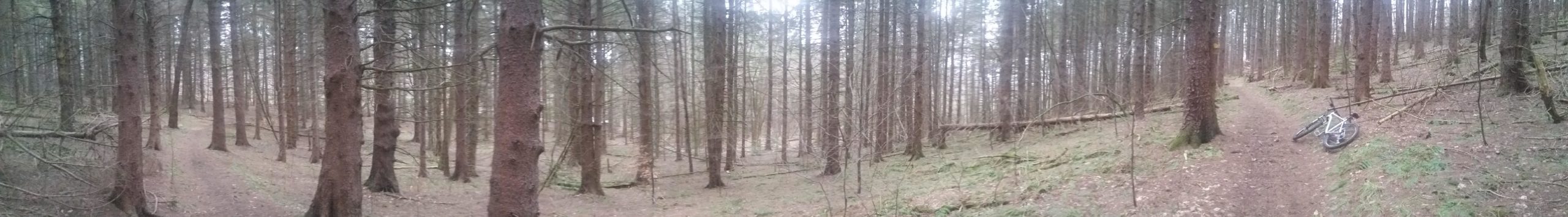 A panoramic view of a dense forest featuring tall pine trees. A dirt path winds through the woods, with a mountain bike resting on the ground to the right. The atmosphere is calm and slightly overcast, showcasing the natural beauty of the woodland area. Hammond Hill mountain bike trail.