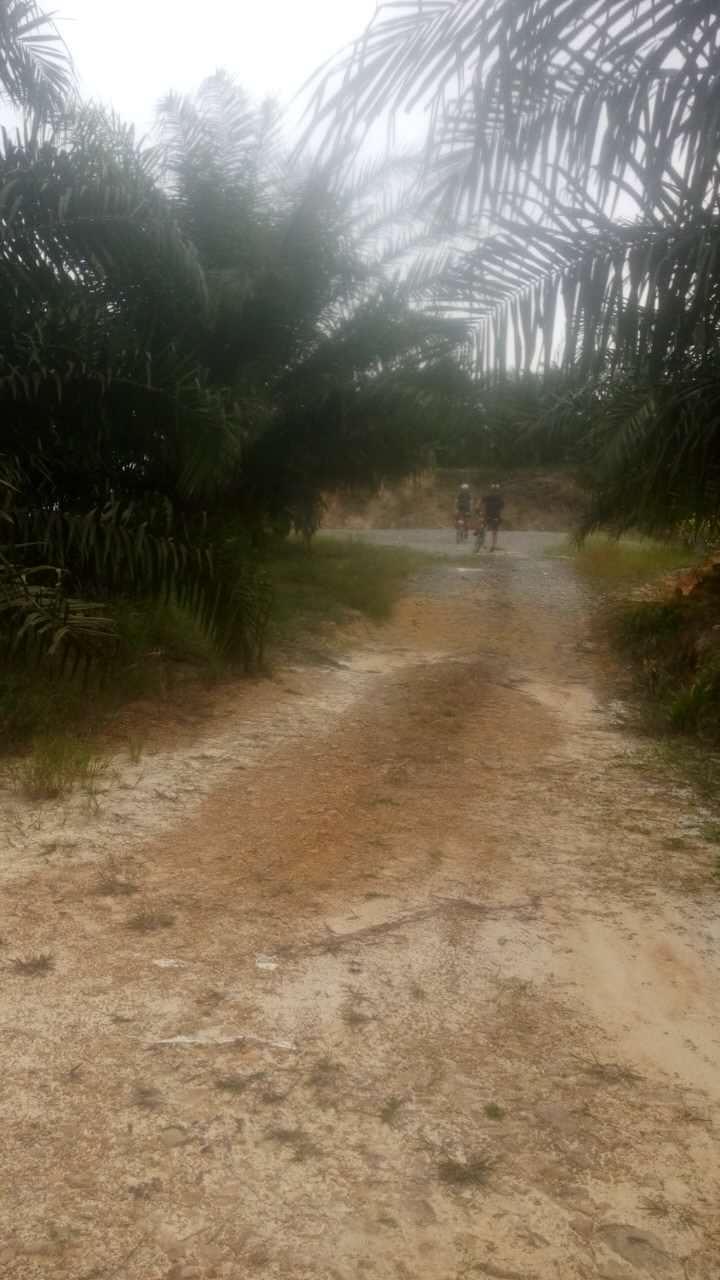 A dirt path winding through lush greenery, flanked by tall palm trees, leading to a distant view of two people walking along the trail. The sky above is overcast. SIBU JAYA MTB Trail mountain bike trail.