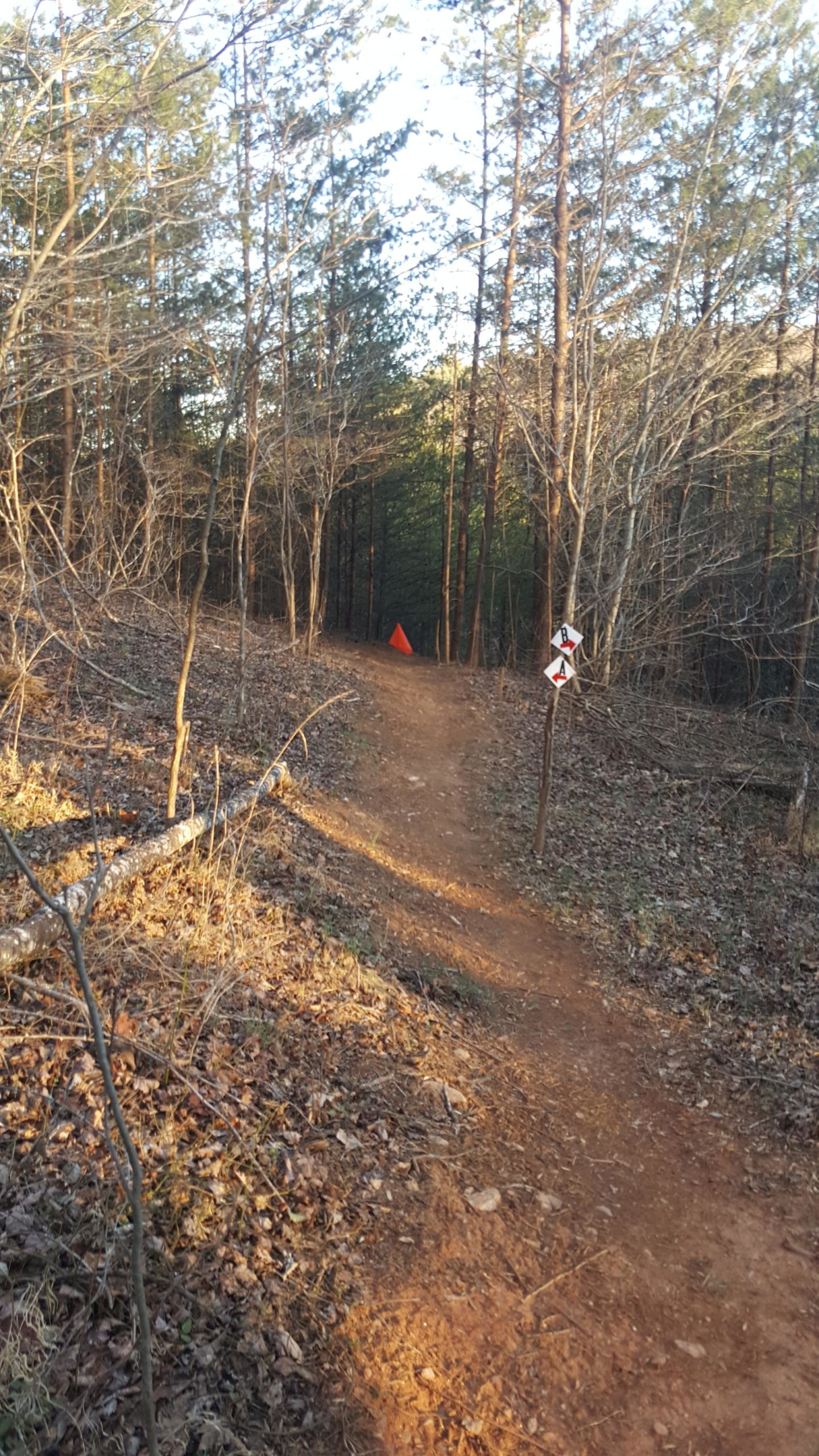 A winding dirt trail through a wooded area, lined with tall trees. An orange flag is visible in the distance, while a trail marker with directional arrows is posted to the right. The ground is covered with fallen leaves and twigs, indicating a natural setting. Soft sunlight filters through the tree canopy, creating a serene atmosphere. Woolwine Trails [Shiners Revenge] mountain bike trail.