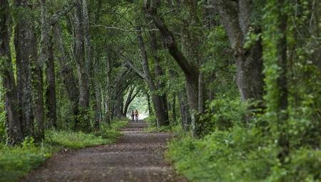 A scenic dirt path lined with tall trees, creating a natural canopy. Two figures can be seen walking in the distance, surrounded by lush greenery. Four Freedoms Trail mountain bike trail.