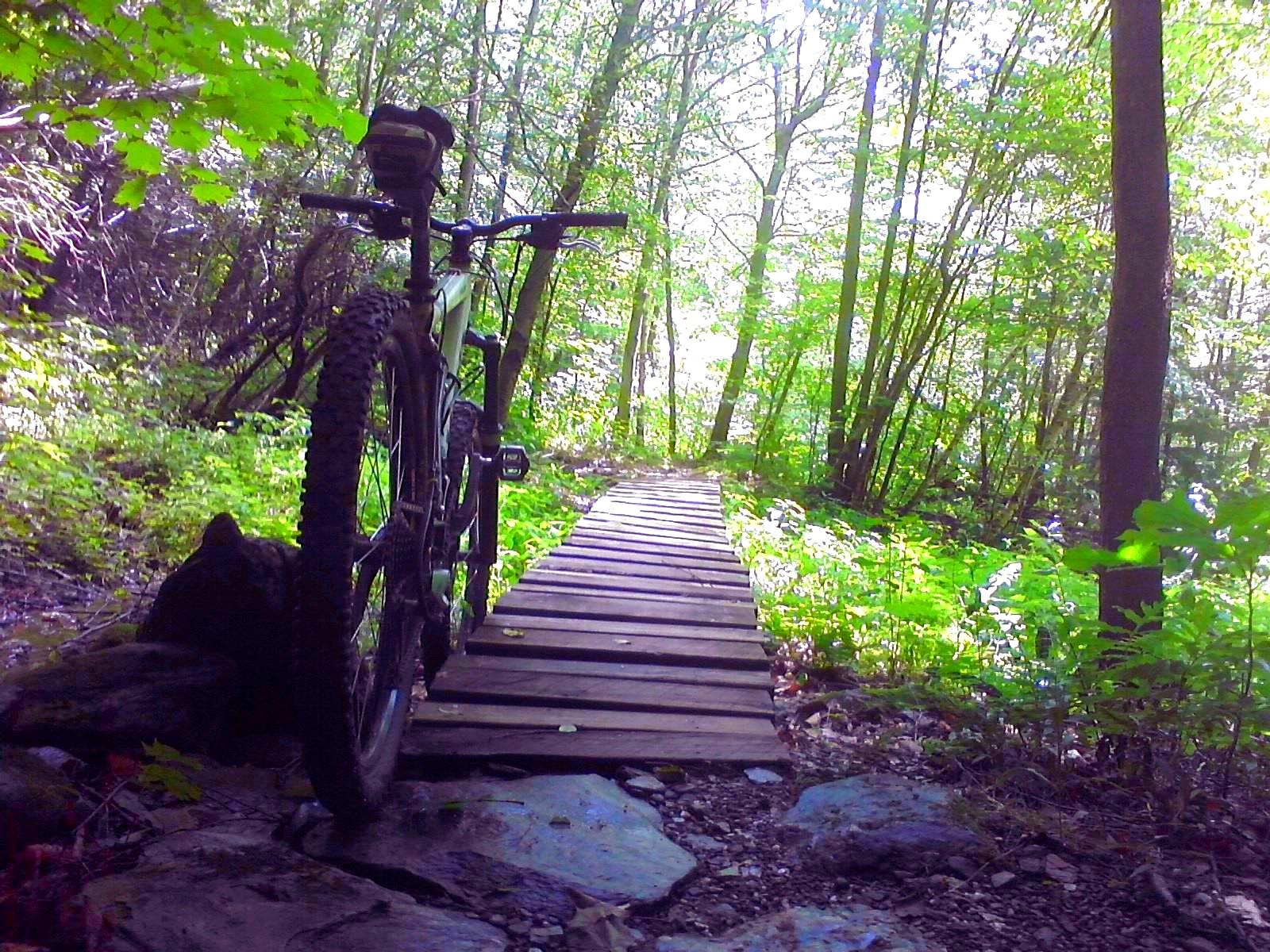 A mountain bike is positioned next to a wooden path surrounded by lush greenery and trees, with sunlight filtering through the leaves, creating a serene outdoor scene. Carse Hills mountain bike trail.