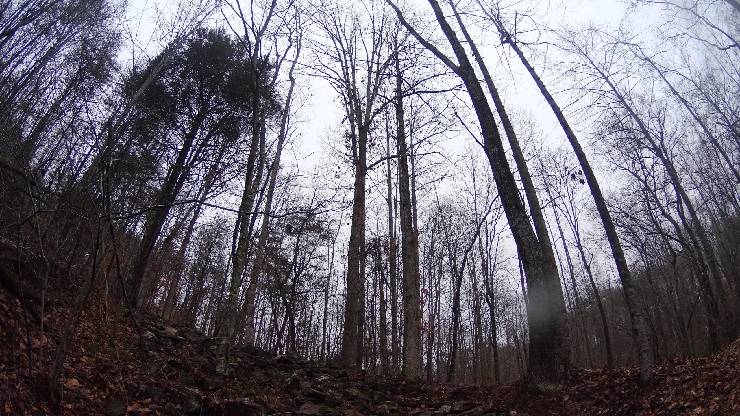 A forest scene captured from a low angle, featuring tall, bare trees with a cloudy sky in the background. The ground is covered in a layer of fallen leaves and rocks, creating a natural woodland atmosphere. Mountain Laurel Trails mountain bike trail.