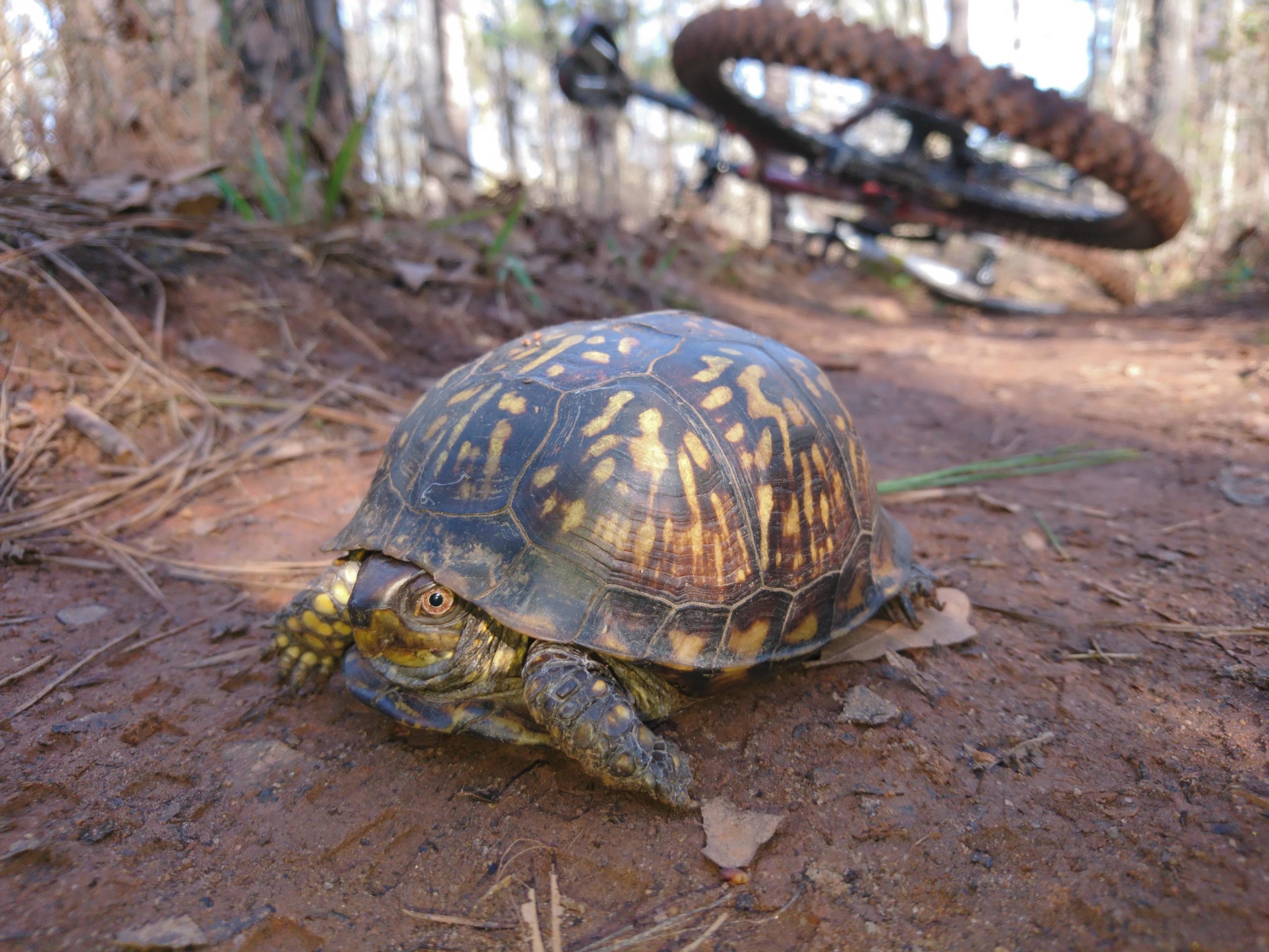 A close-up of a turtle on a dirt path in a forest, with a blurred mountain bike wheel in the background. The turtle has a patterned shell and is partially withdrawn into its shell, surrounded by pine needles and small leaves. Lakeside Trail mountain bike trail.