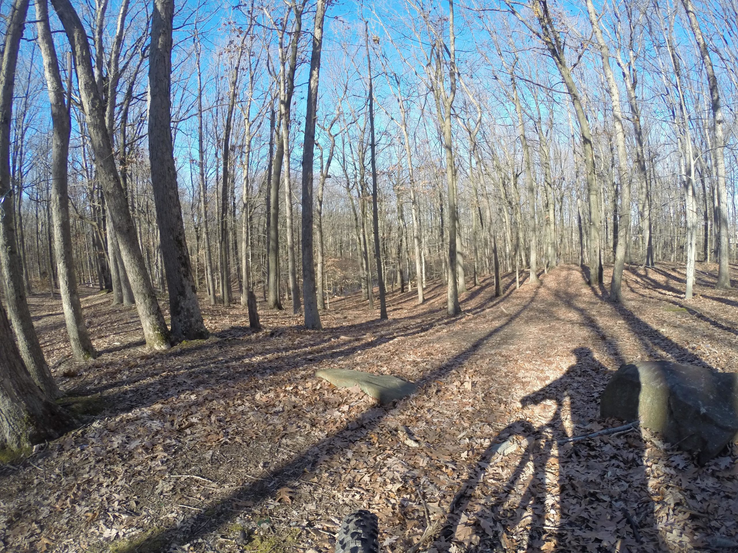 A shadow of a cyclist on a bike path winding through a wooded area with tall, bare trees and a forest floor covered in fallen leaves under a clear blue sky. Wolfes Pond park mountain bike trail.