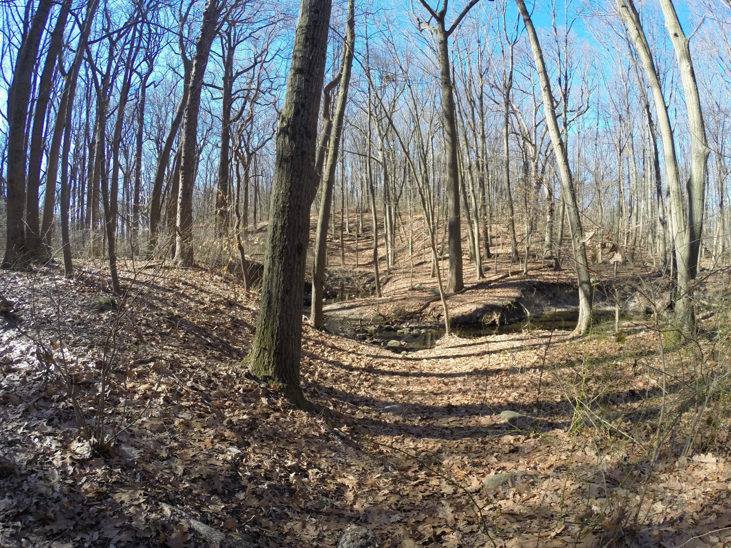 A serene forest landscape featuring bare trees with a blue sky in the background. The ground is covered with dry leaves, and a small stream flows gently through the scene, partially obscured by foliage and rocks. Sunlight creates dappled shadows on the forest floor. Wolfes Pond park mountain bike trail.