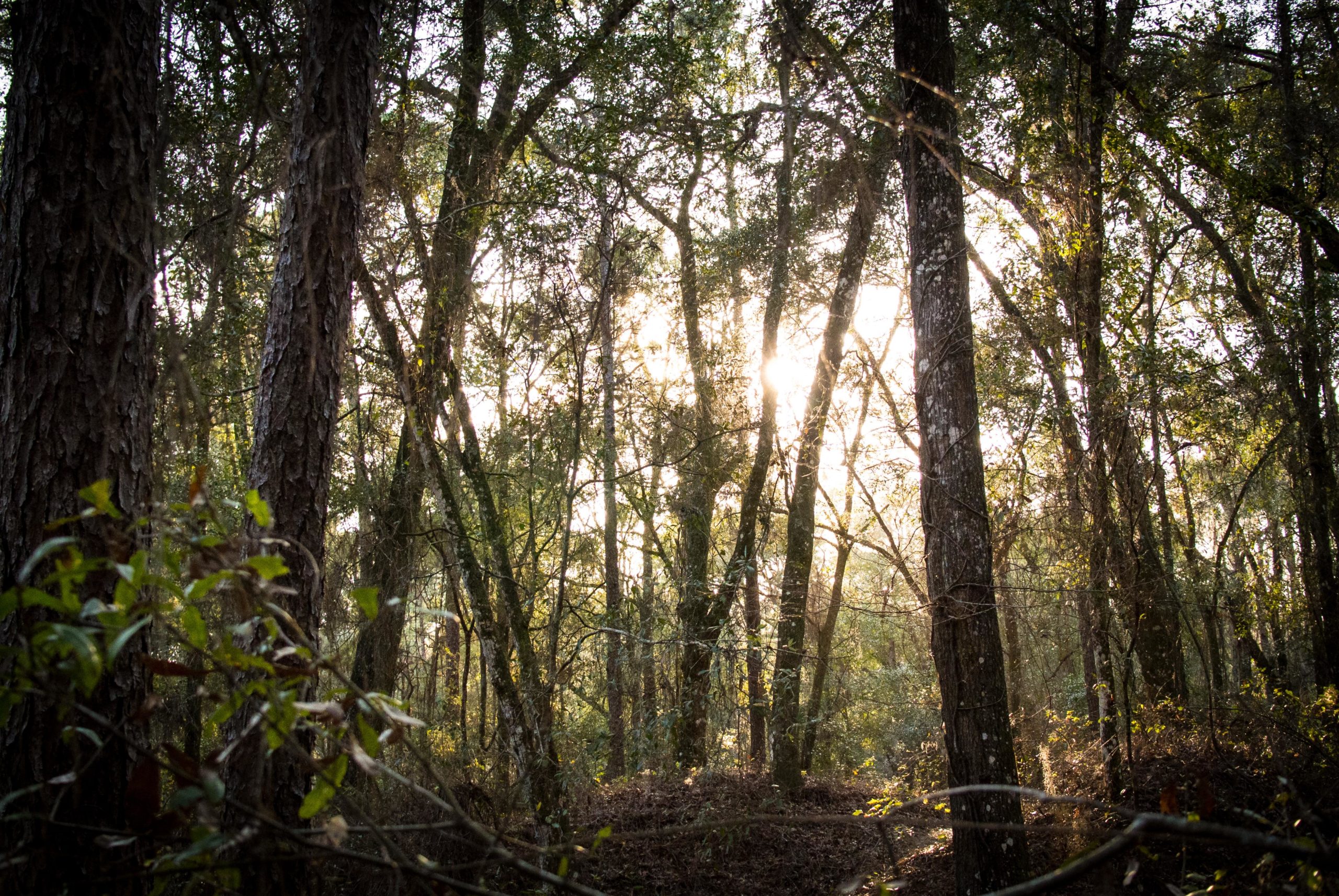 A serene forest scene featuring tall trees with sunlight filtering through the leaves, casting a warm glow in the background. The foreground includes greenery and branches, creating a peaceful and inviting atmosphere. Withlacoochee State Forest: Croom Section mountain bike trail.