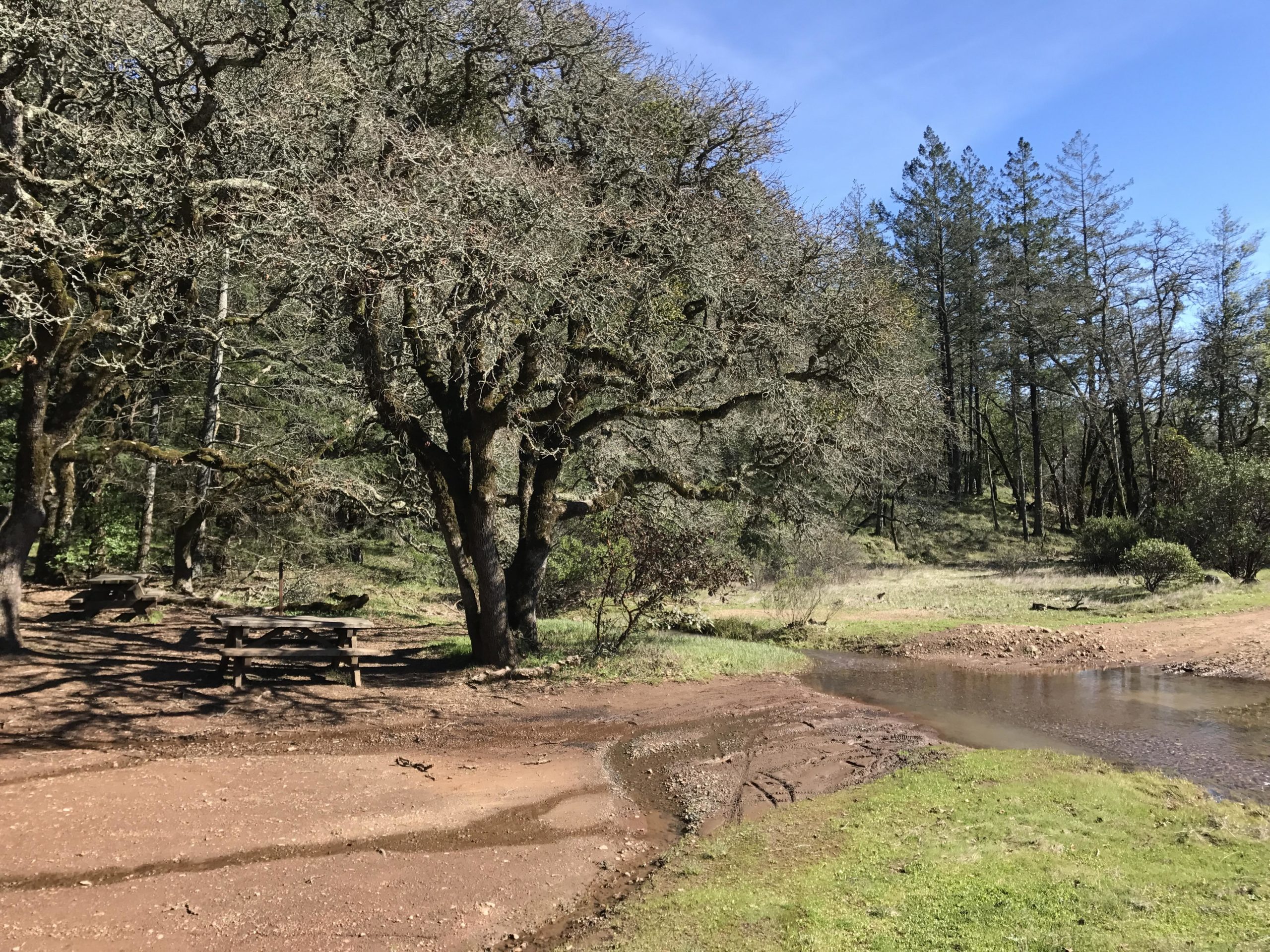 A serene landscape featuring a small stream meandering through a grassy area, surrounded by trees. To the left, there are picnic tables partially shaded by large, moss-covered oak trees. The background showcases tall, slender pines under a clear blue sky. The ground is a mix of dirt and grass, suggesting a peaceful outdoor setting. Annadel State Park mountain bike trail.