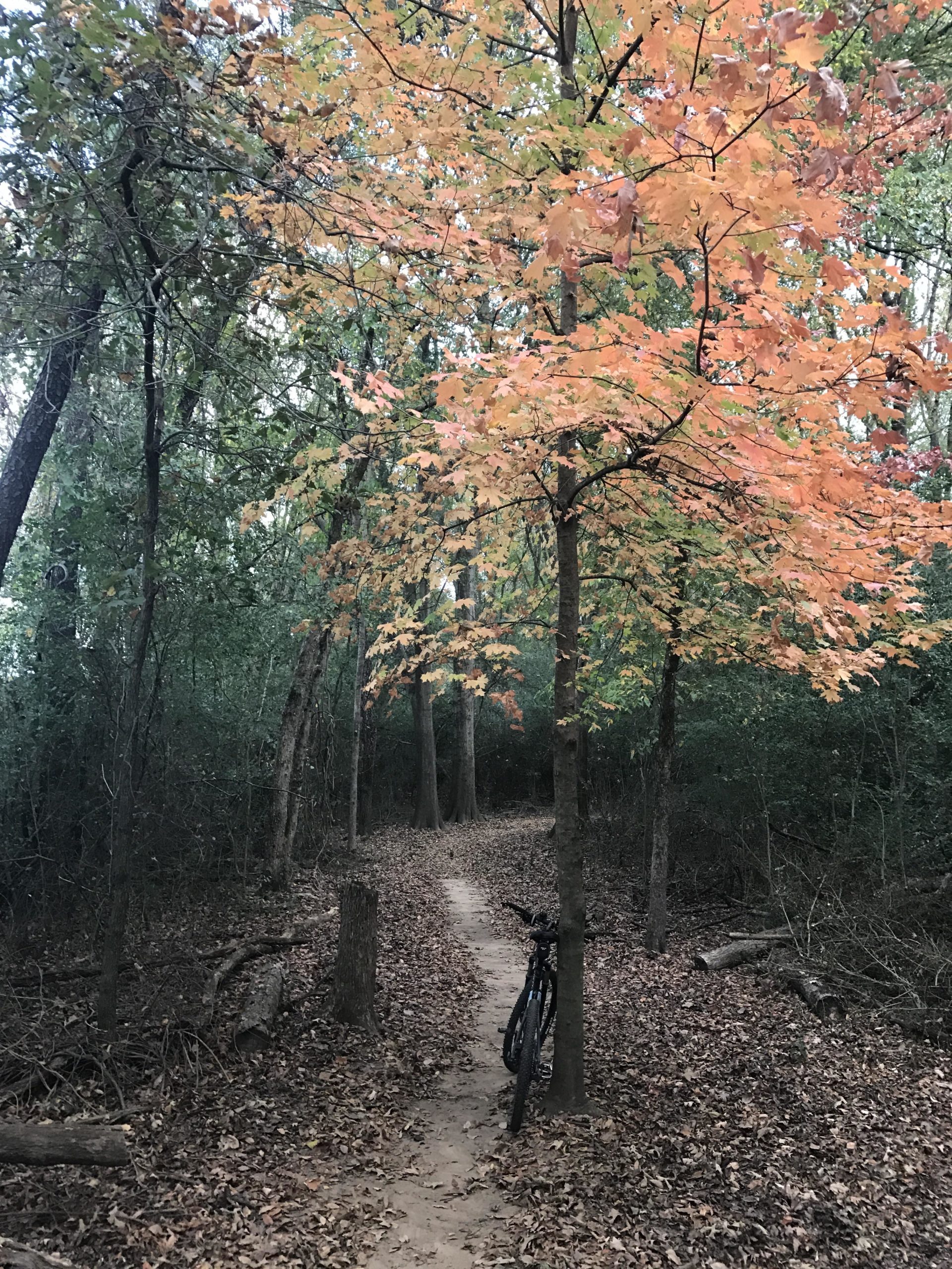 A peaceful forest scene featuring a bike leaning against a tree along a winding dirt path. The landscape is adorned with trees displaying autumn foliage in shades of orange and brown, with fallen leaves covering the ground. The surrounding greenery creates a serene atmosphere, ideal for a nature walk or bike ride. Spadra Creek Nature Trail mountain bike trail.