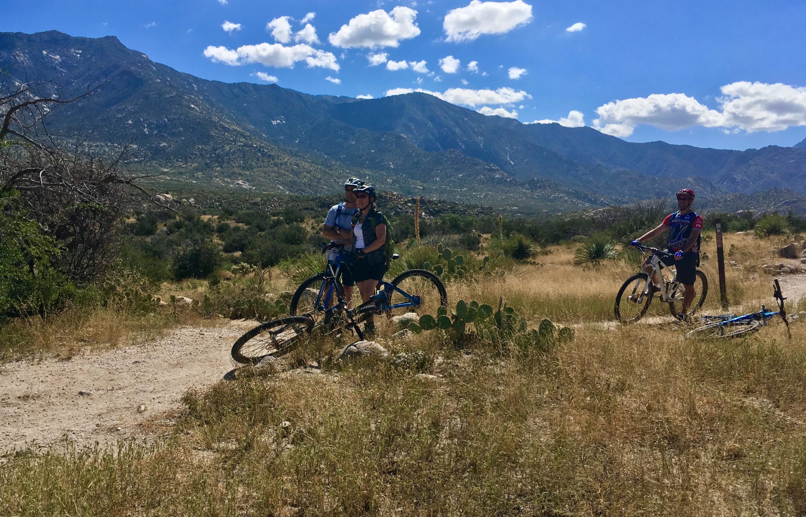 A sunny outdoor scene featuring two mountain bikers resting on a trail. One rider is standing next to their bike, while the other is seated. They are surrounded by tall grasses and cacti, with a mountainous landscape in the background under a partly cloudy blue sky. 50-year Trail / Golder Ranch mountain bike trail.