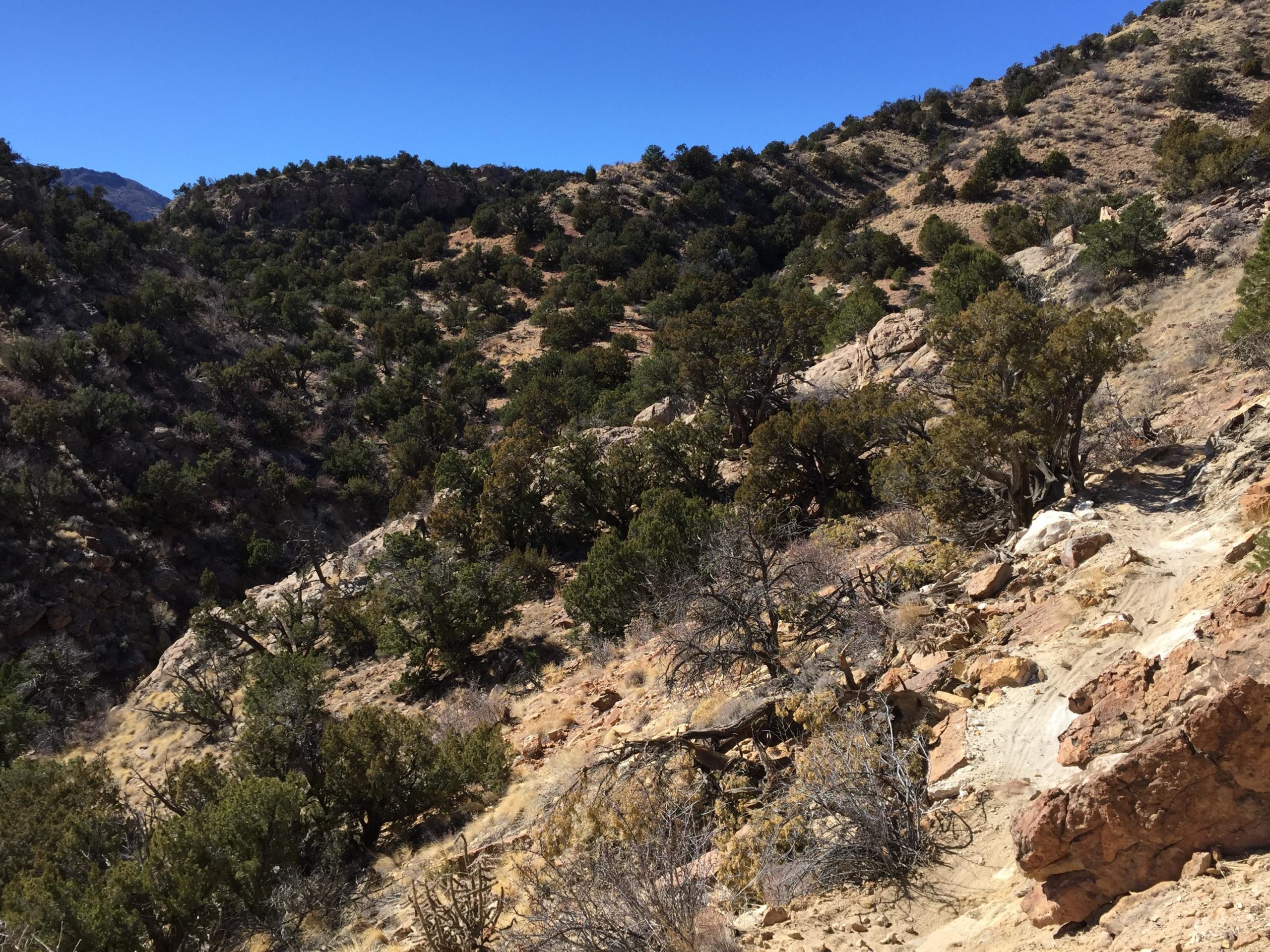 A scenic view of a rocky canyon area featuring steep slopes and scattered vegetation, including small trees and shrubs. The sky is clear and blue, indicating a sunny day. The terrain is a mixture of rocky paths and dry, sandy ground, with the landscape showcasing natural geological formations.  South Canon Trails mountain bike trail.