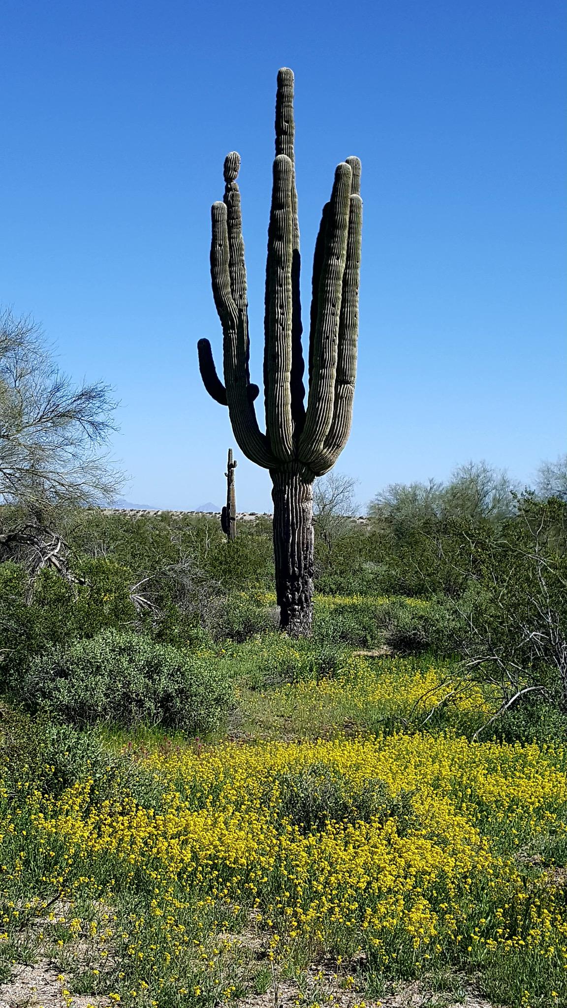 A tall saguaro cactus stands prominently in a desert landscape, surrounded by vibrant yellow wildflowers and green shrubs. The clear blue sky above offers a bright backdrop, while another smaller saguaro can be seen in the distance. White Tanks Regional Park Trails mountain bike trail.