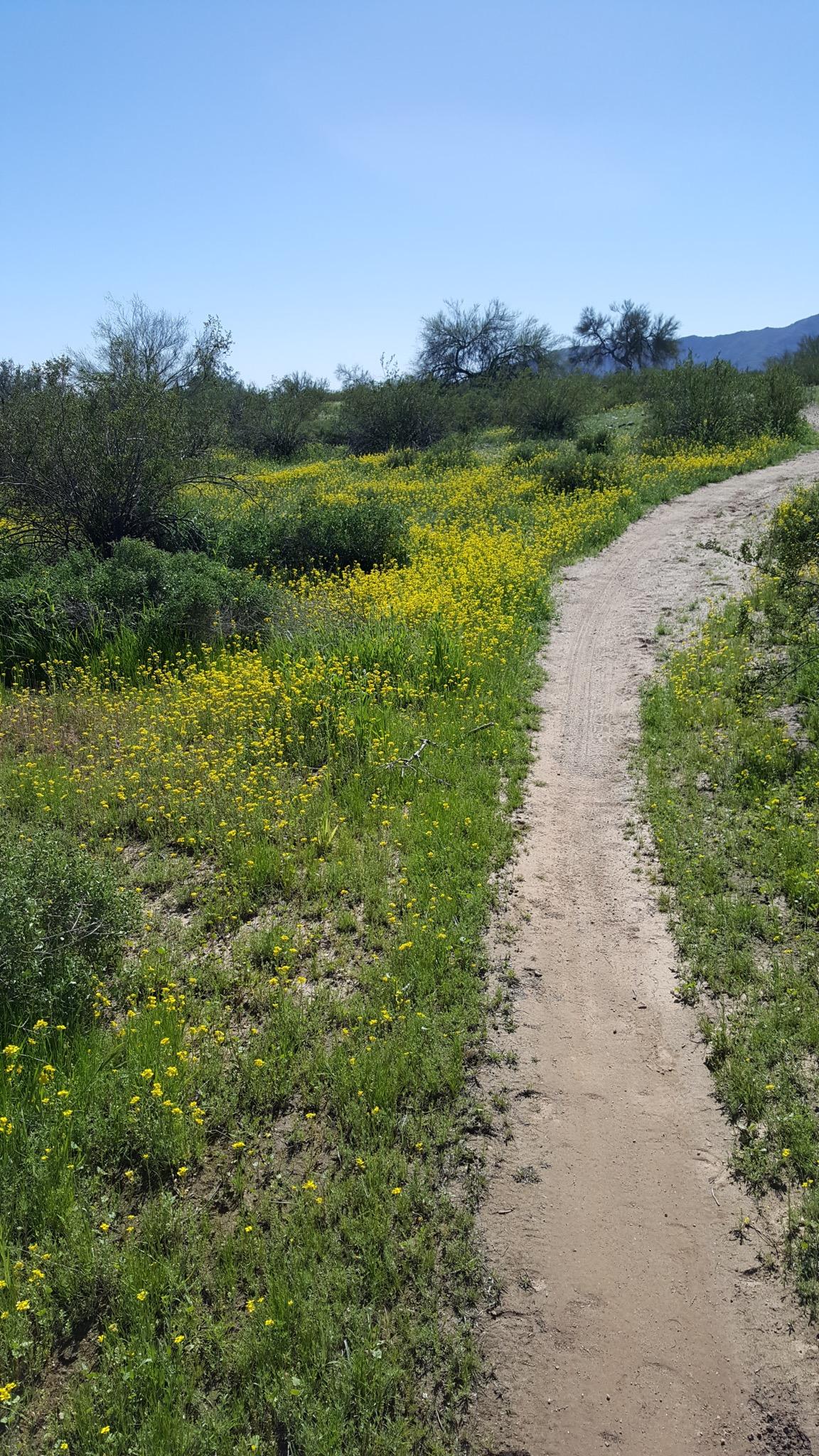 A sandy path winding through a vibrant field filled with yellow flowering plants and green shrubs, under a clear blue sky. White Tanks Regional Park Trails mountain bike trail.