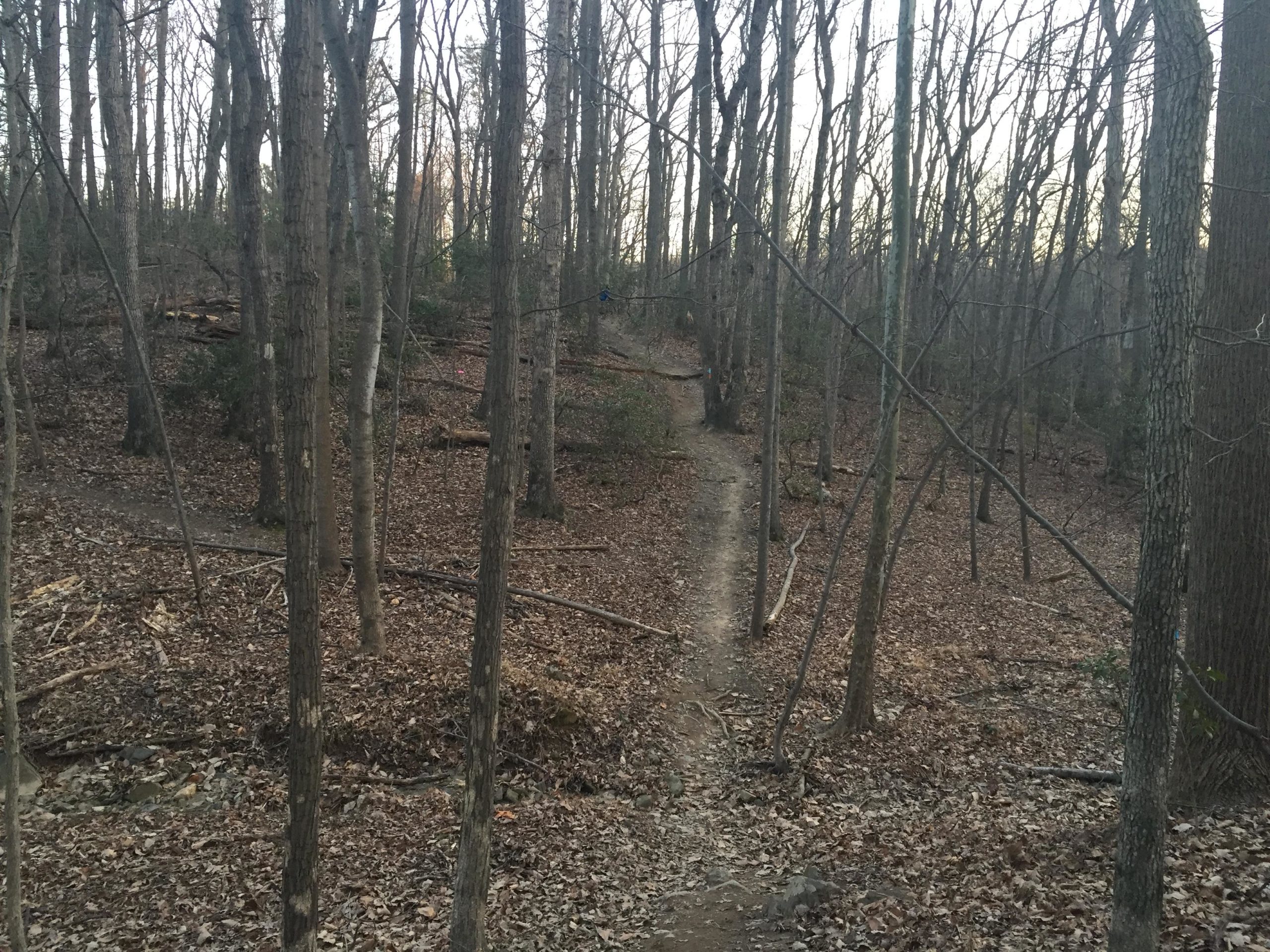 A narrow dirt path winding through a wooded area with tall, bare trees and scattered leaves on the ground, suggesting late autumn or early winter. The lighting indicates late afternoon, with a hint of dusk approaching. Wolf Trap Trail mountain bike trail.