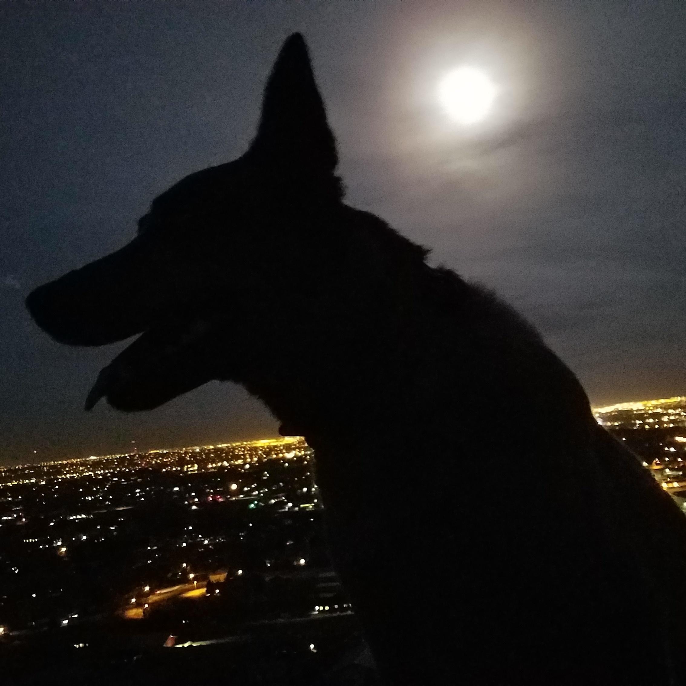 A silhouette of a dog against a night sky, with a full moon glowing above and a cityscape illuminated in the background. North Table Mountain mountain bike trail.