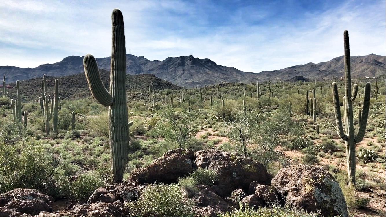 A desert landscape featuring a field of saguaro cacti, rocky terrain, and distant mountains under a blue sky with wispy clouds. Sweetwater Preserve mountain bike trail.