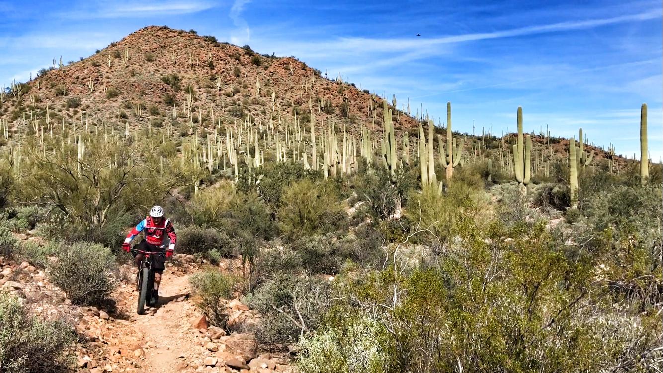 A mountain biker navigating a rocky trail through a desert landscape filled with tall cacti and shrubs, with a mountainous background under a clear blue sky. Sweetwater Preserve mountain bike trail.
