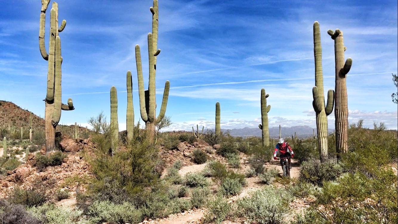 A mountain biker riding through a desert landscape featuring tall saguaro cacti and rugged rocky terrain under a blue sky with clouds. Sweetwater Preserve mountain bike trail.