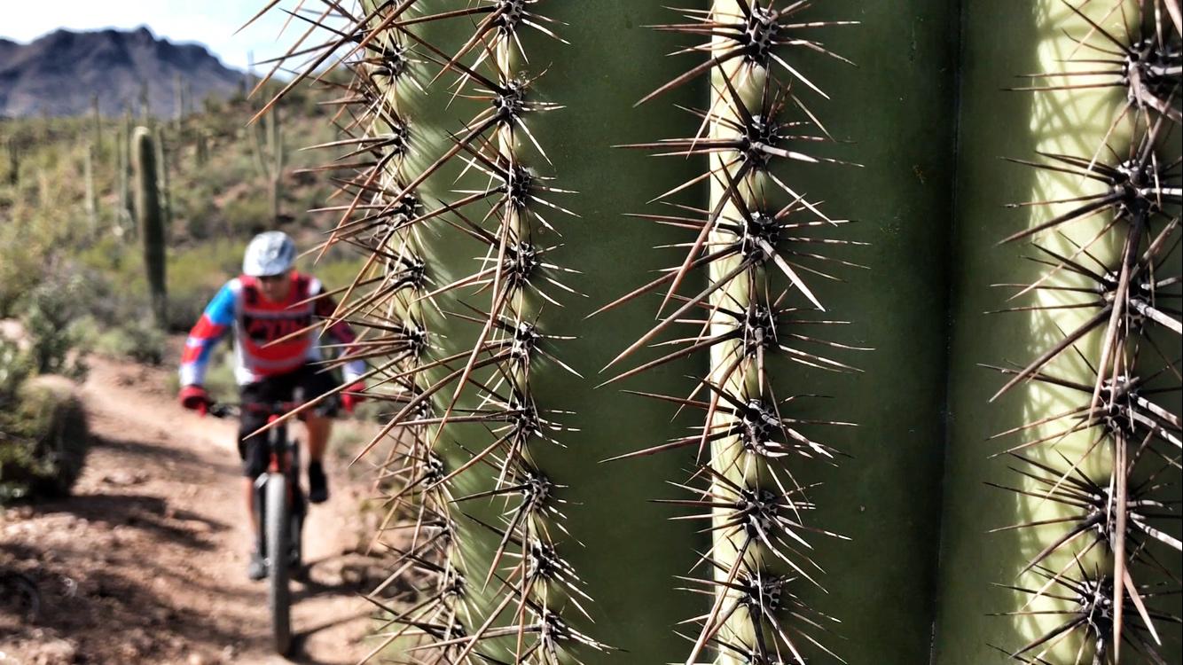 A mountain biker riding on a desert trail framed by tall, spiky cacti under a clear sky, with the rugged mountains visible in the background. Sweetwater Preserve mountain bike trail.