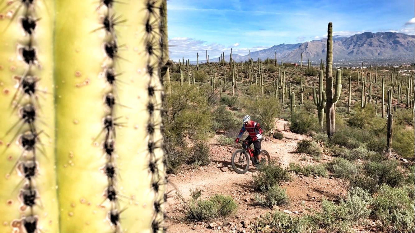 A mountain biker rides along a dirt trail in a desert landscape, surrounded by tall cacti and mountainous terrain under a clear blue sky. Sweetwater Preserve mountain bike trail.