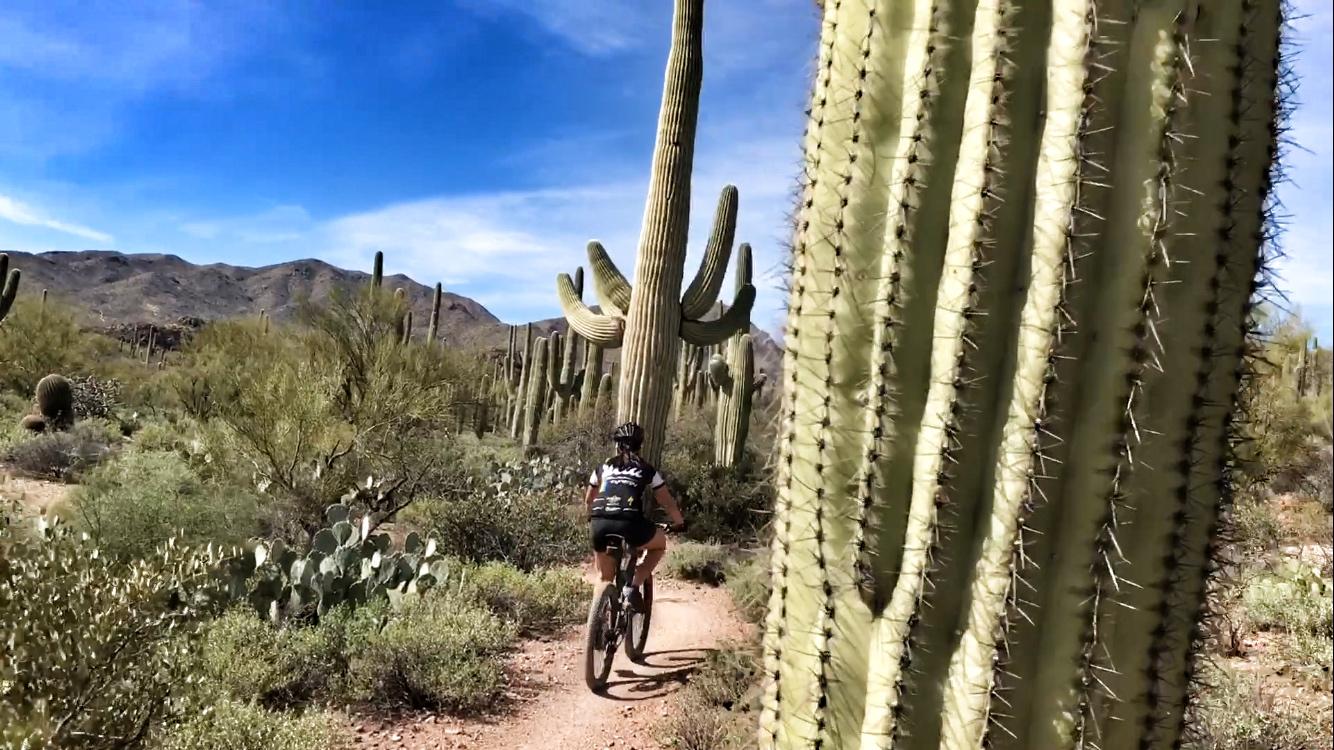 A cyclist riding a mountain bike on a sandy trail surrounded by tall saguaro cacti and lush desert vegetation, with mountains and a clear blue sky in the background. Sweetwater Preserve mountain bike trail.