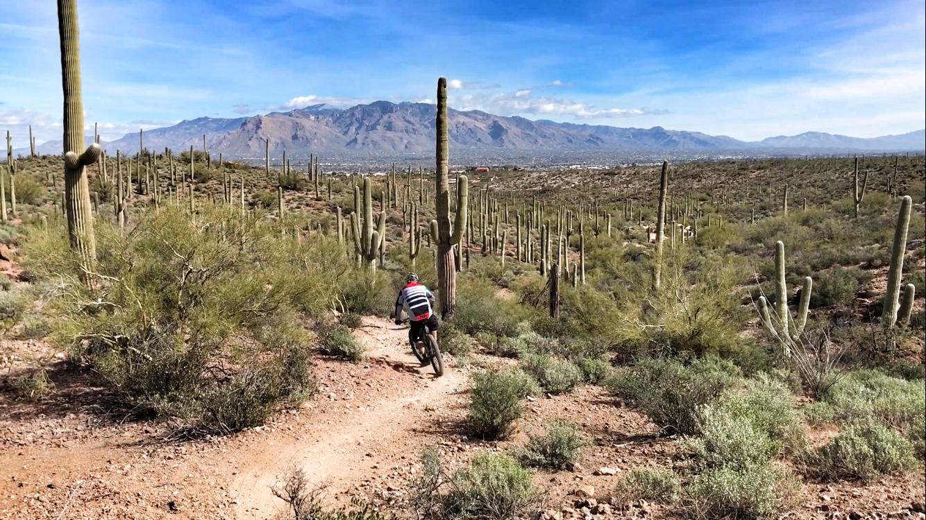 A mountain biker rides along a dirt trail in a desert landscape, surrounded by tall saguaro cacti and sparse vegetation, with distant mountains under a blue sky. Sweetwater Preserve mountain bike trail.