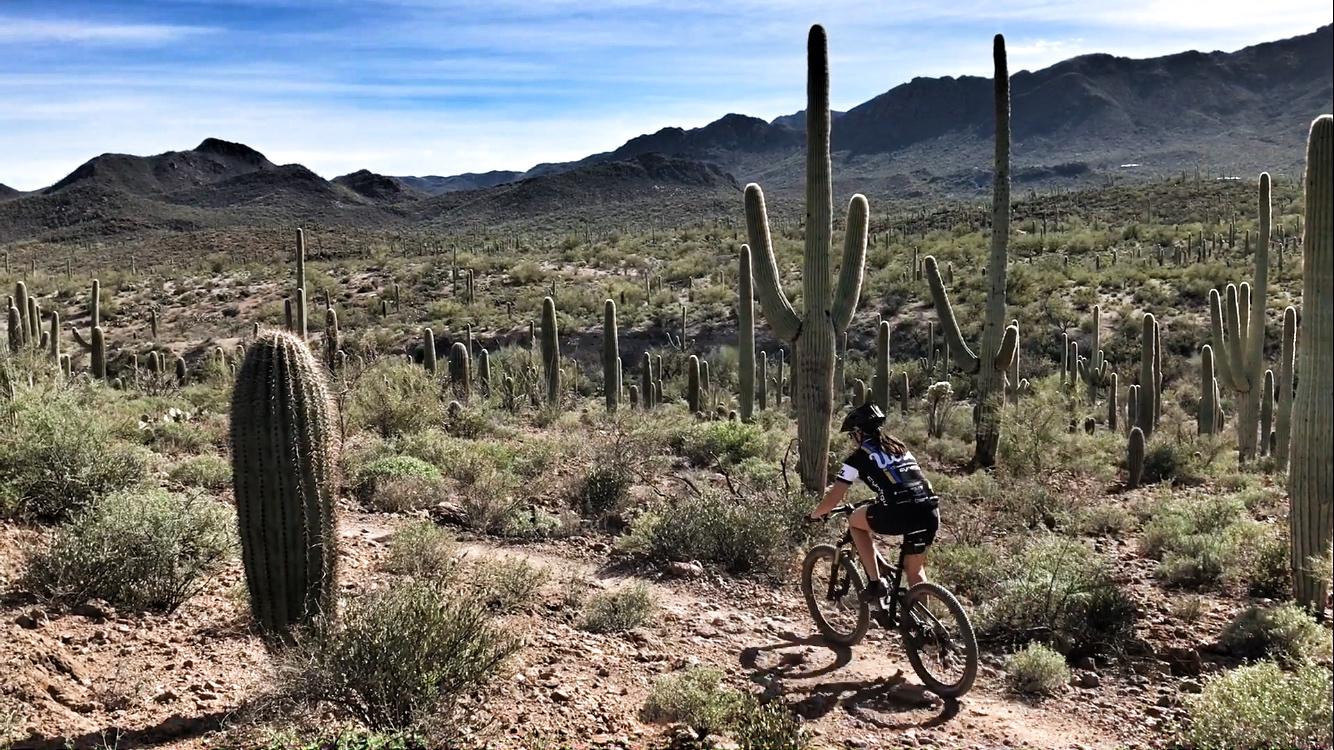 A cyclist riding a mountain bike through a desert landscape filled with tall cacti and shrubs, with mountains in the background under a clear blue sky. Sweetwater Preserve mountain bike trail.