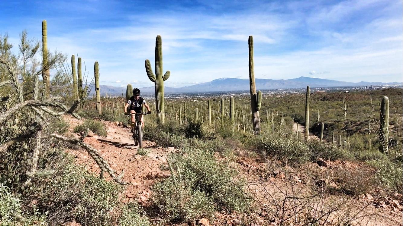 A person rides a mountain bike along a dirt trail surrounded by tall cacti and desert vegetation, with a view of mountains and the city in the background under a clear blue sky. Sweetwater Preserve mountain bike trail.
