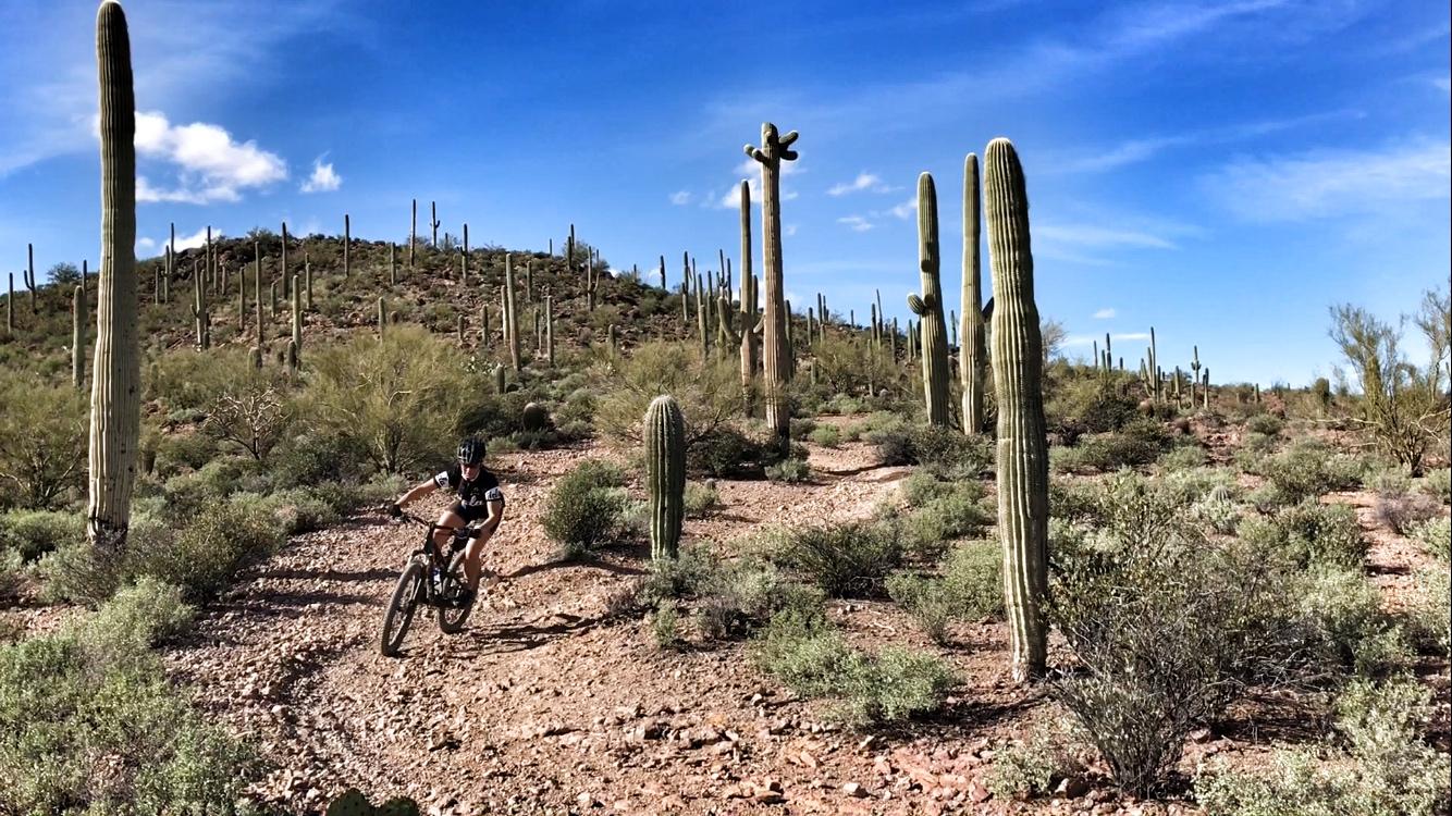 A mountain biker navigating a rocky trail through a desert landscape featuring tall cacti and shrubs, under a blue sky with scattered clouds. Sweetwater Preserve mountain bike trail.