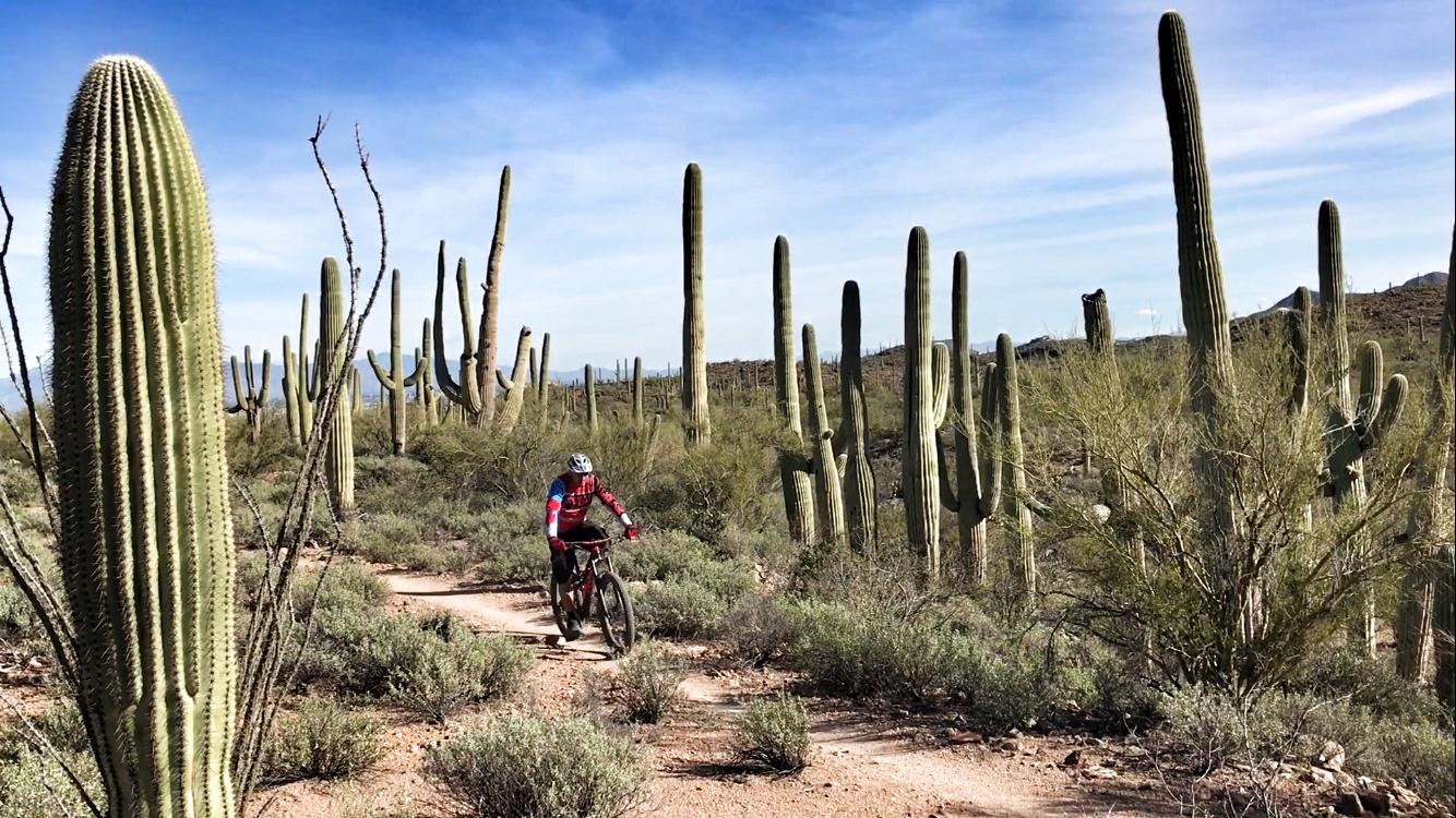 A mountain biker navigating a dirt trail surrounded by tall saguaro cacti in a desert landscape under a clear blue sky. Green shrubs and small plants are scattered throughout the scene. Sweetwater Preserve mountain bike trail.