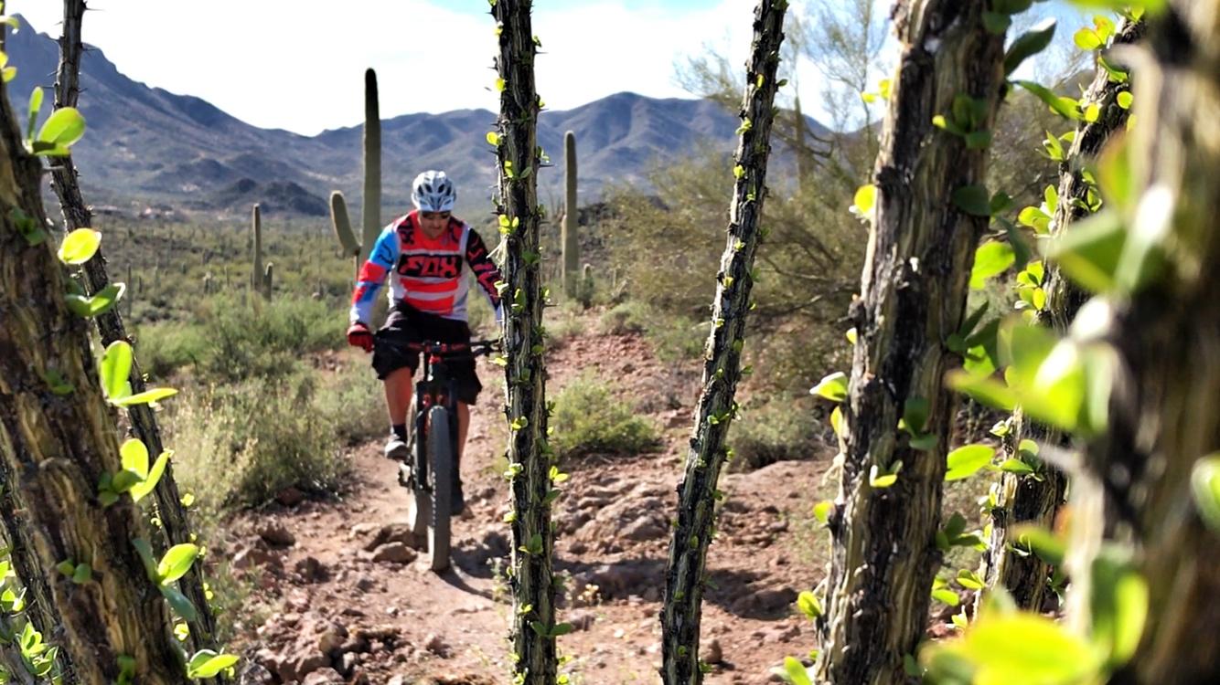 A mountain biker rides along a dirt trail surrounded by cacti and desert vegetation under a clear blue sky. The scene is framed by tall cactus branches with small green leaves, highlighting the natural landscape. Sweetwater Preserve mountain bike trail.